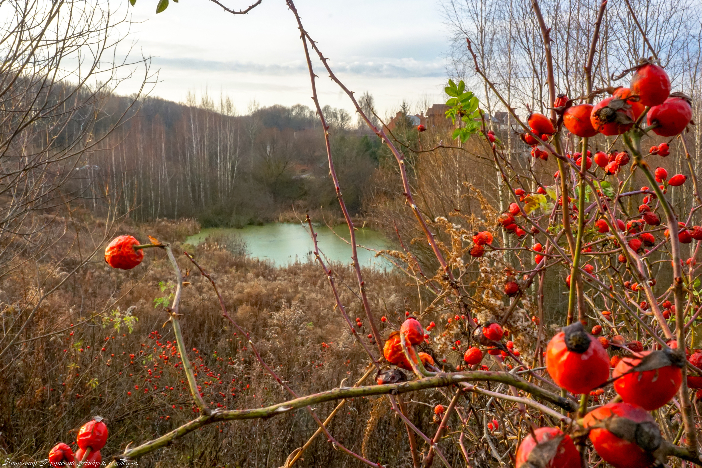 Осень в поселке Басово-Прудный и деревне Старое Басово г. Тула. Фотограф в Туле Крупский АнДРей. Фотостудия «КАДР71» в Туле
