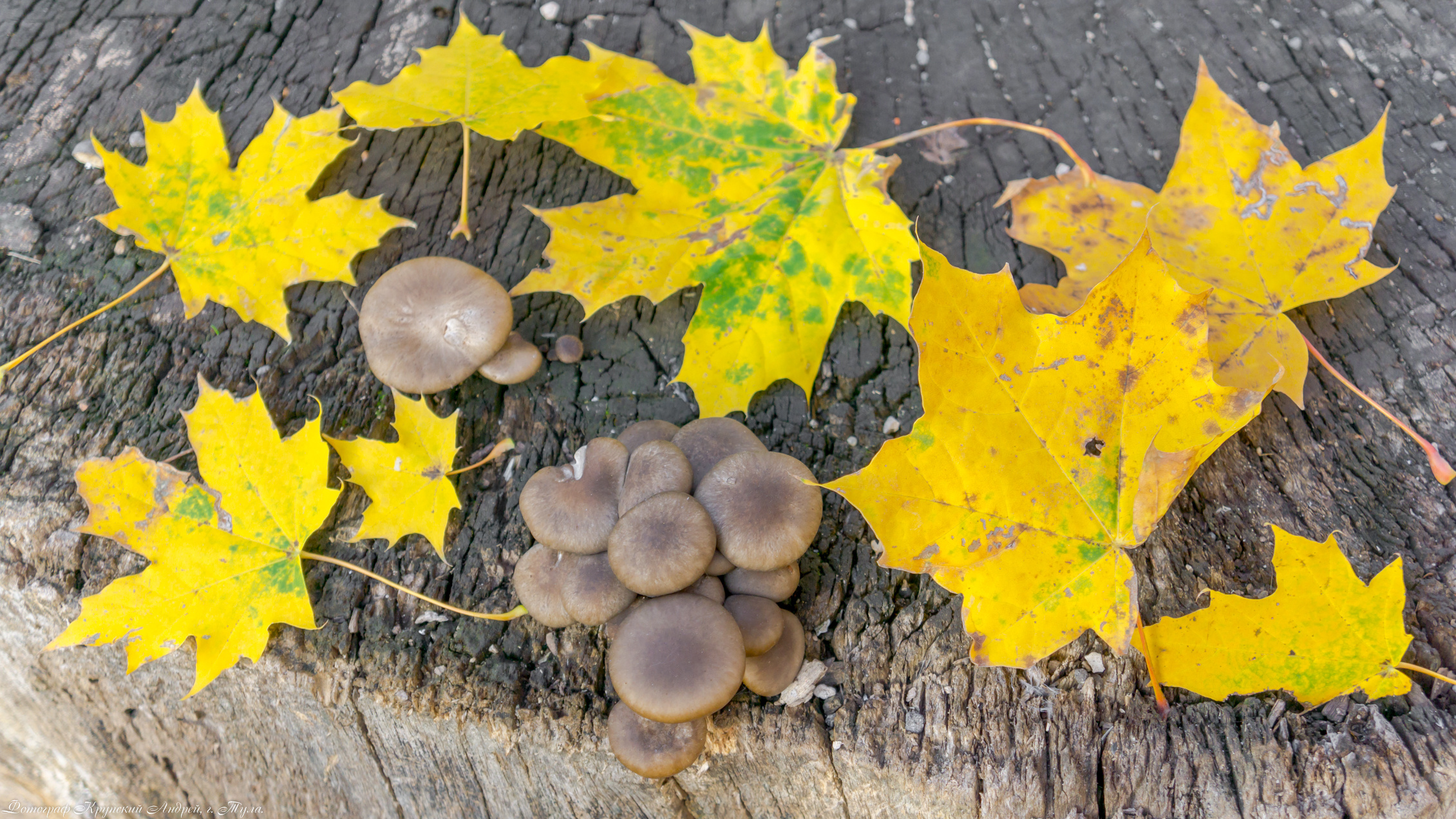 Золотая осень в Туле. Фотограф в Туле Крупский АнДРей. Фотостудия «КАДР71» в Туле