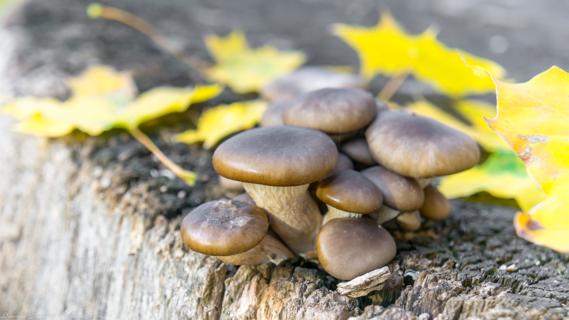 Золотая осень в Туле. Фотограф в Туле Крупский АнДРей. Фотостудия «КАДР71» в Туле