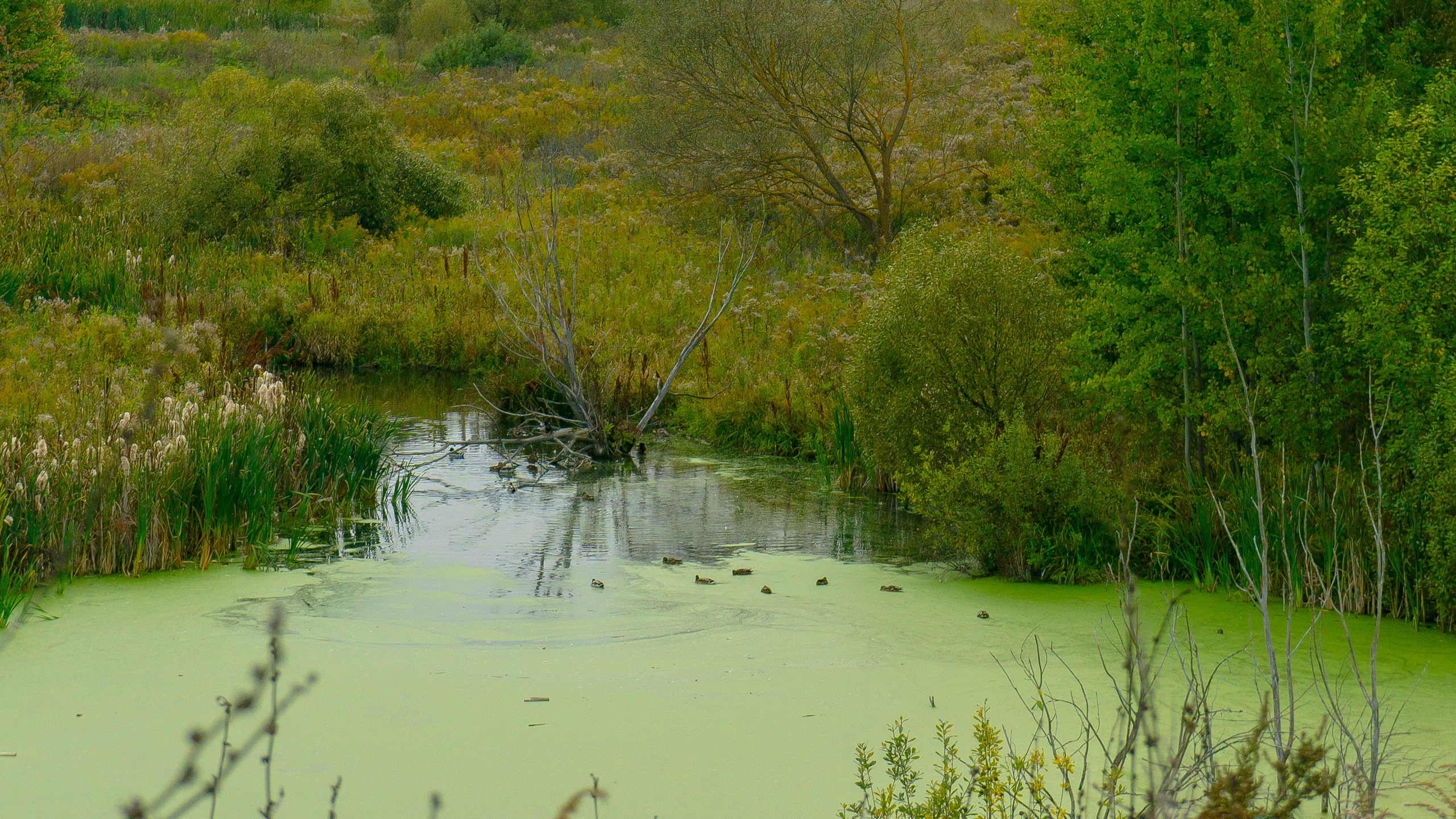 Лето в поселке Басово-Прудный и деревне Старое-Басово. Фотограф в Туле Крупский АнДРей. Фотостудия «КАДР71» в Туле