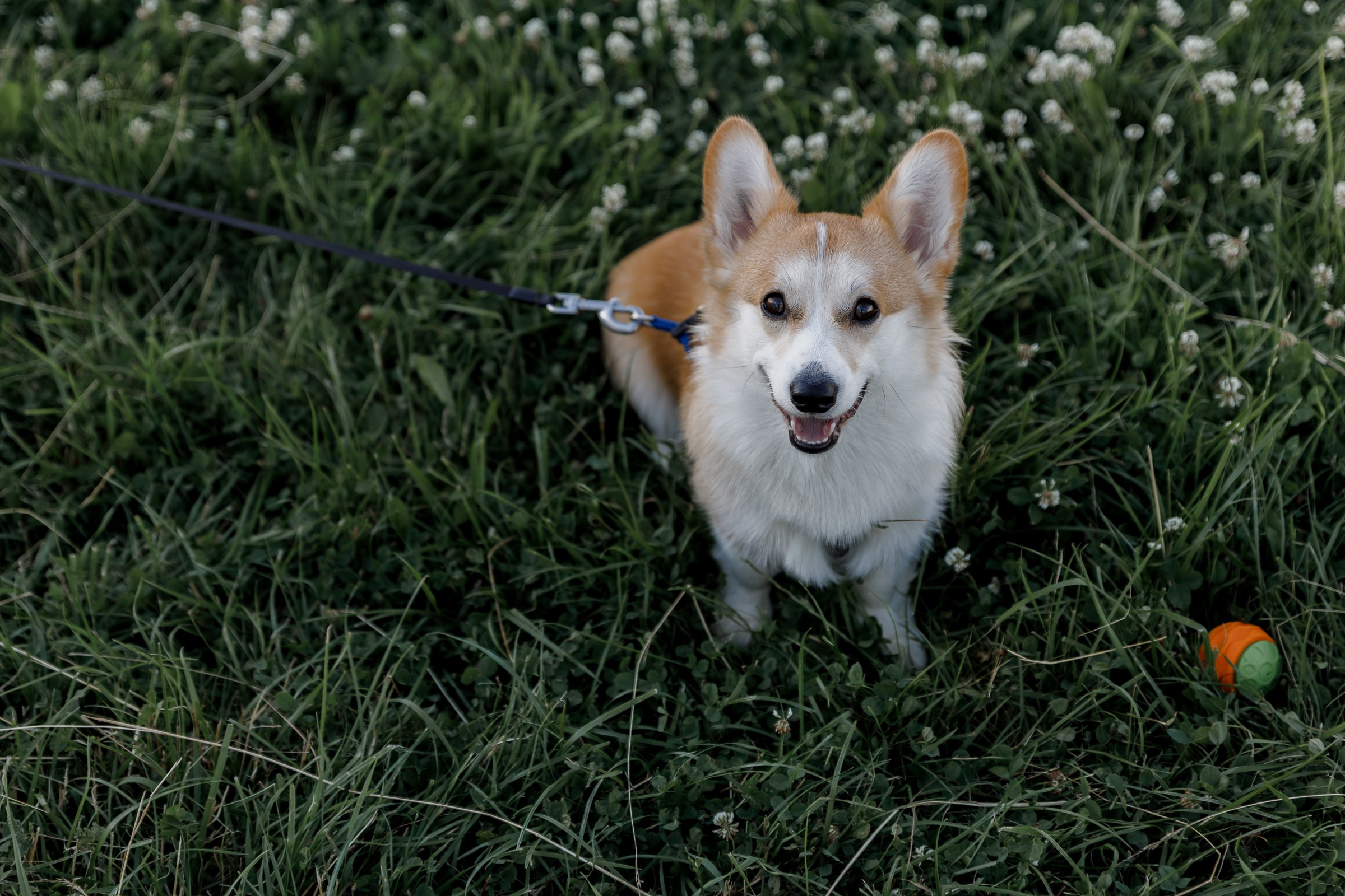 Ксюша & Лёша. Герасимов Дмитрий