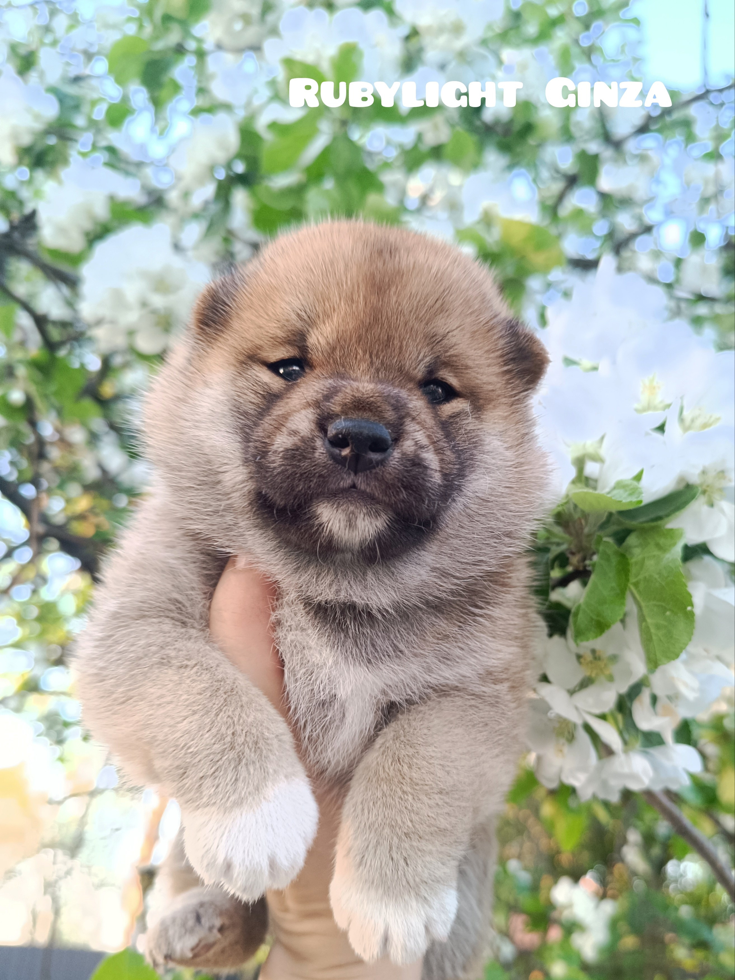 сиба питомник Рубилайт щенки на продажу rubylight  сиба щенки купить СПб Санкт-Петербург 