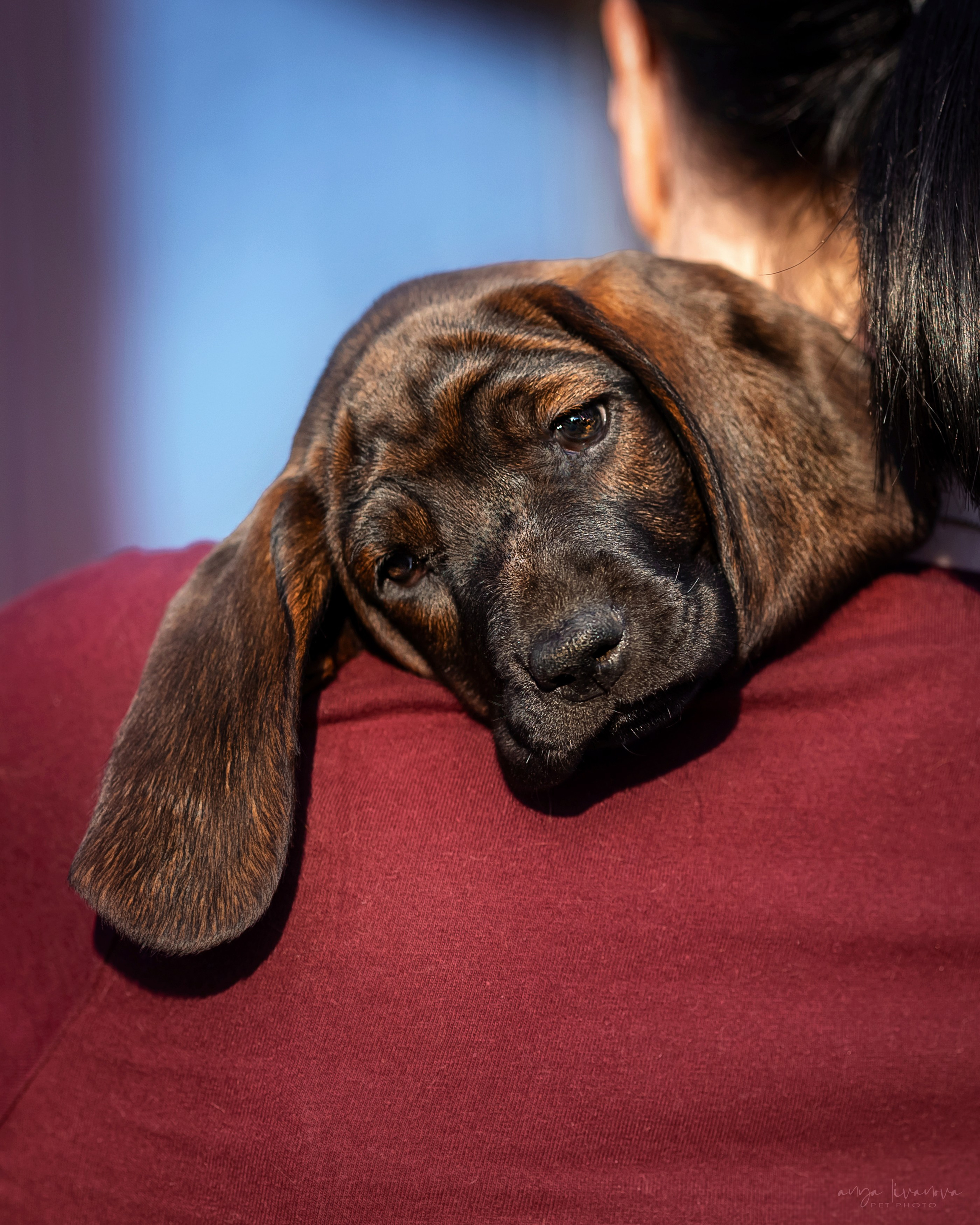 Баварцы. Фотограф анималист Аня Ливанова | Рыбинск