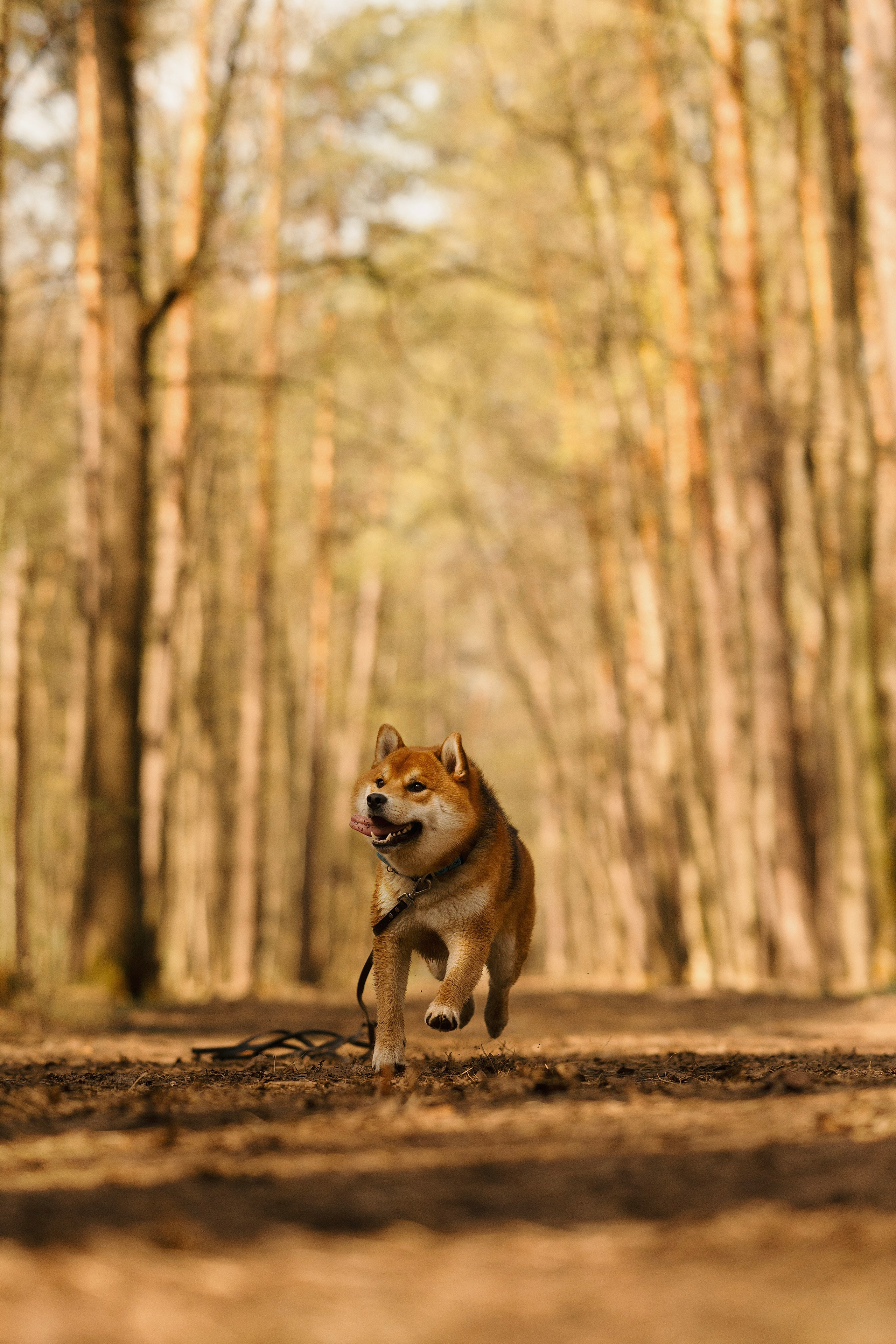 Юнки. Фотограф- анималист Александра Матвеева