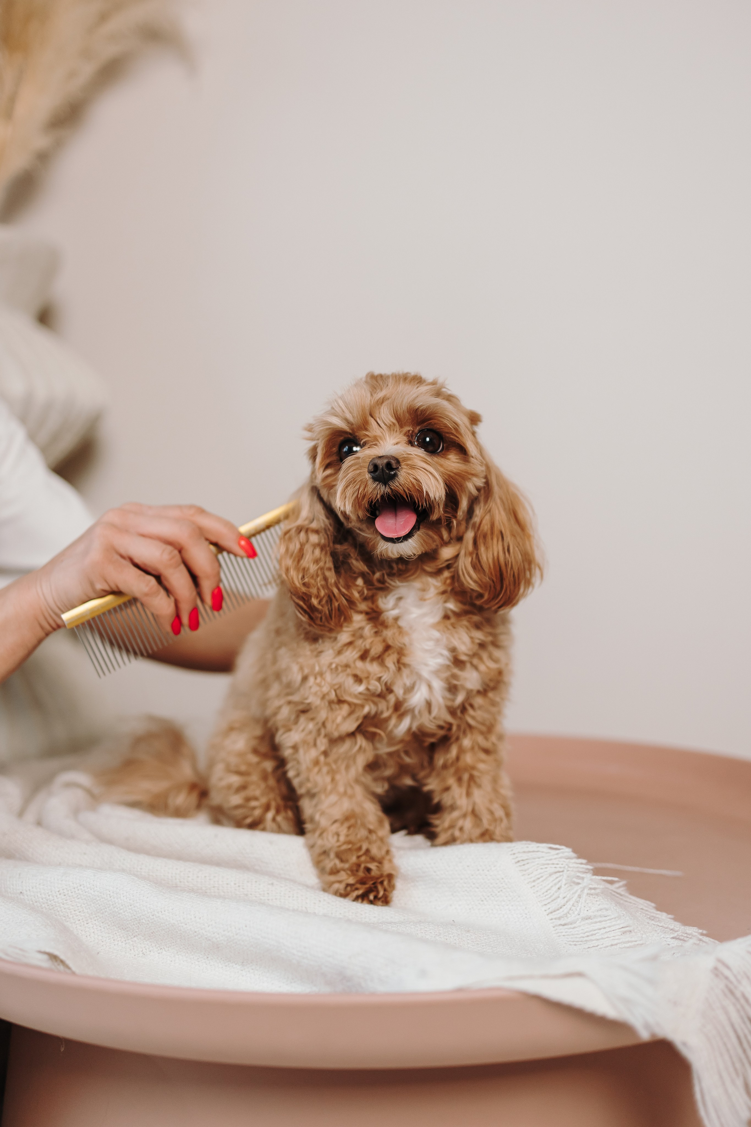 Груминг. Фотограф-анималист в Санкт-Петербурге Алина Яхонт