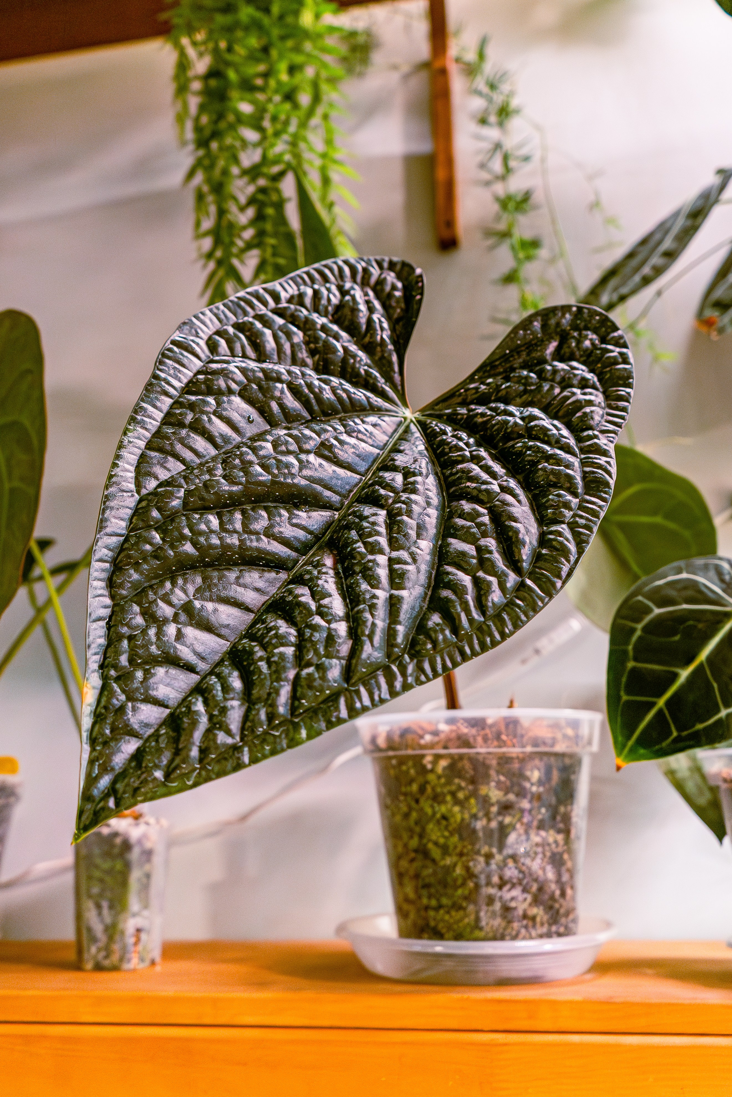 Make more plants. Александра Куликова фотограф, Москва