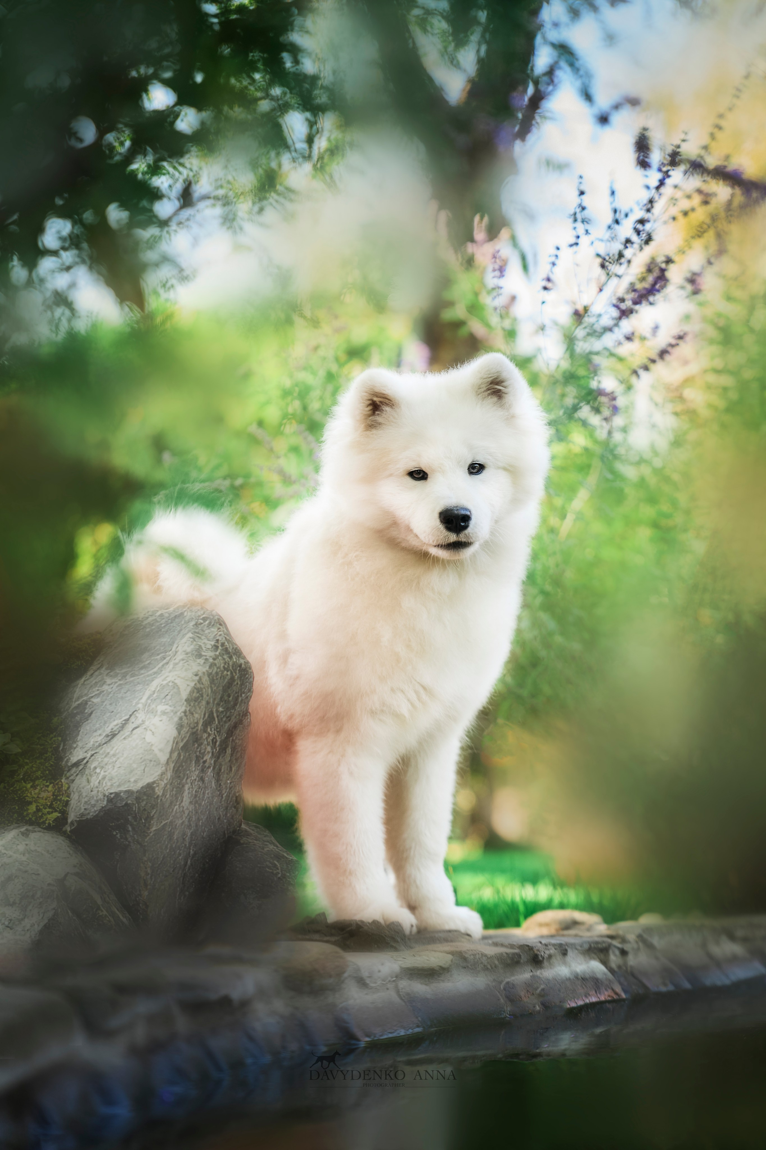 Животные отдельно