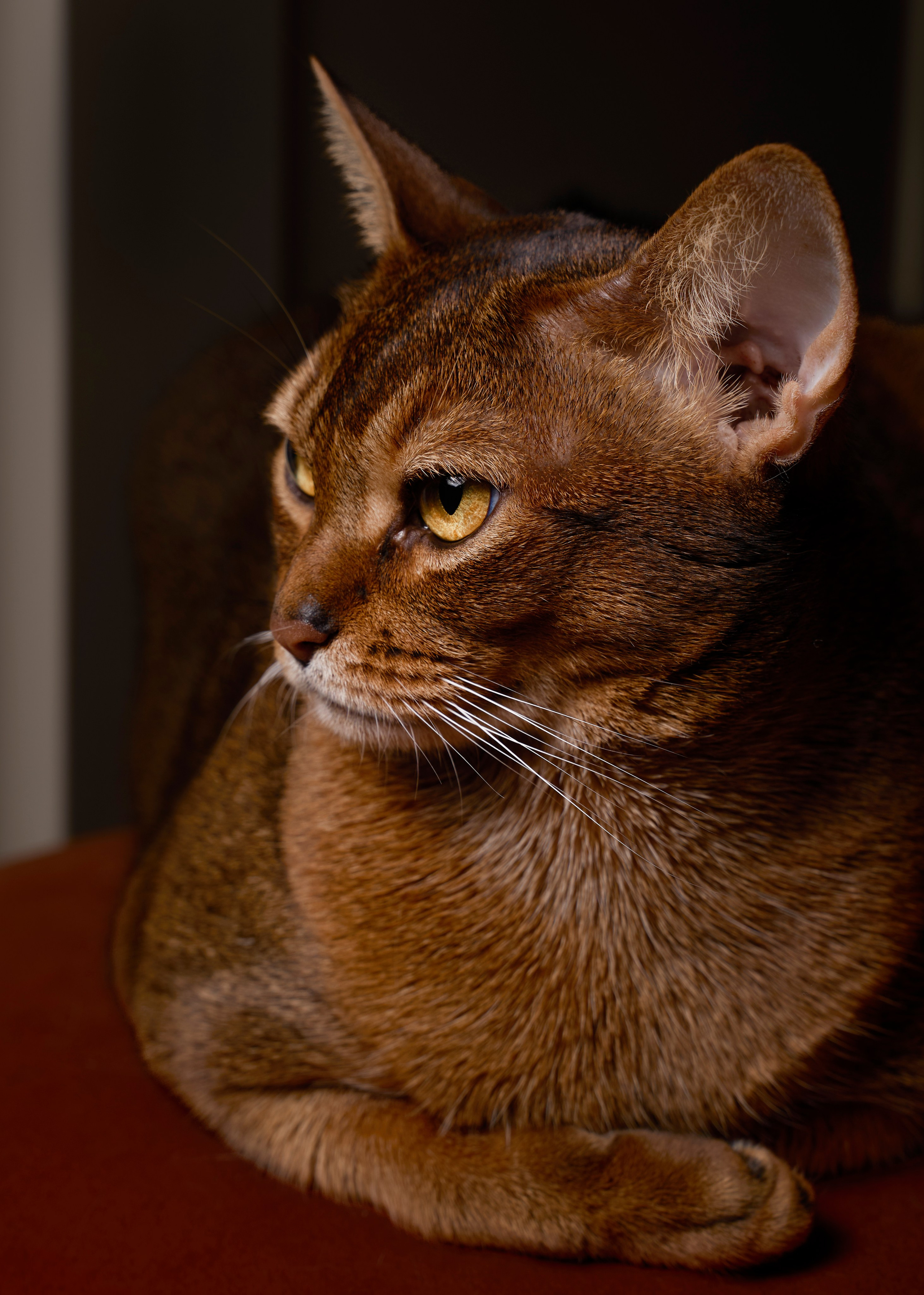 Животные отдельно