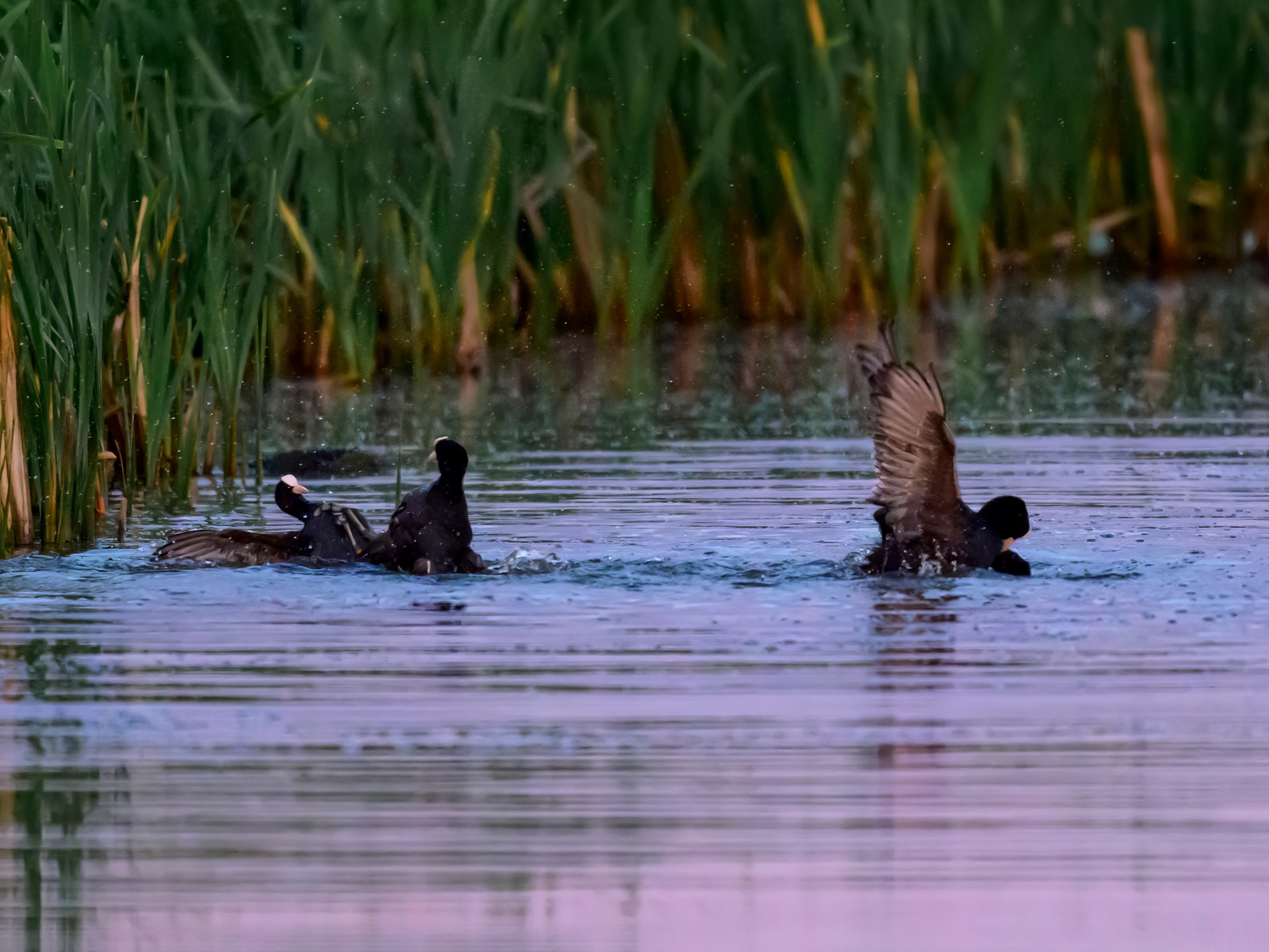 Драки лысух и лунь. Wildlife photography by Sergey Puponin