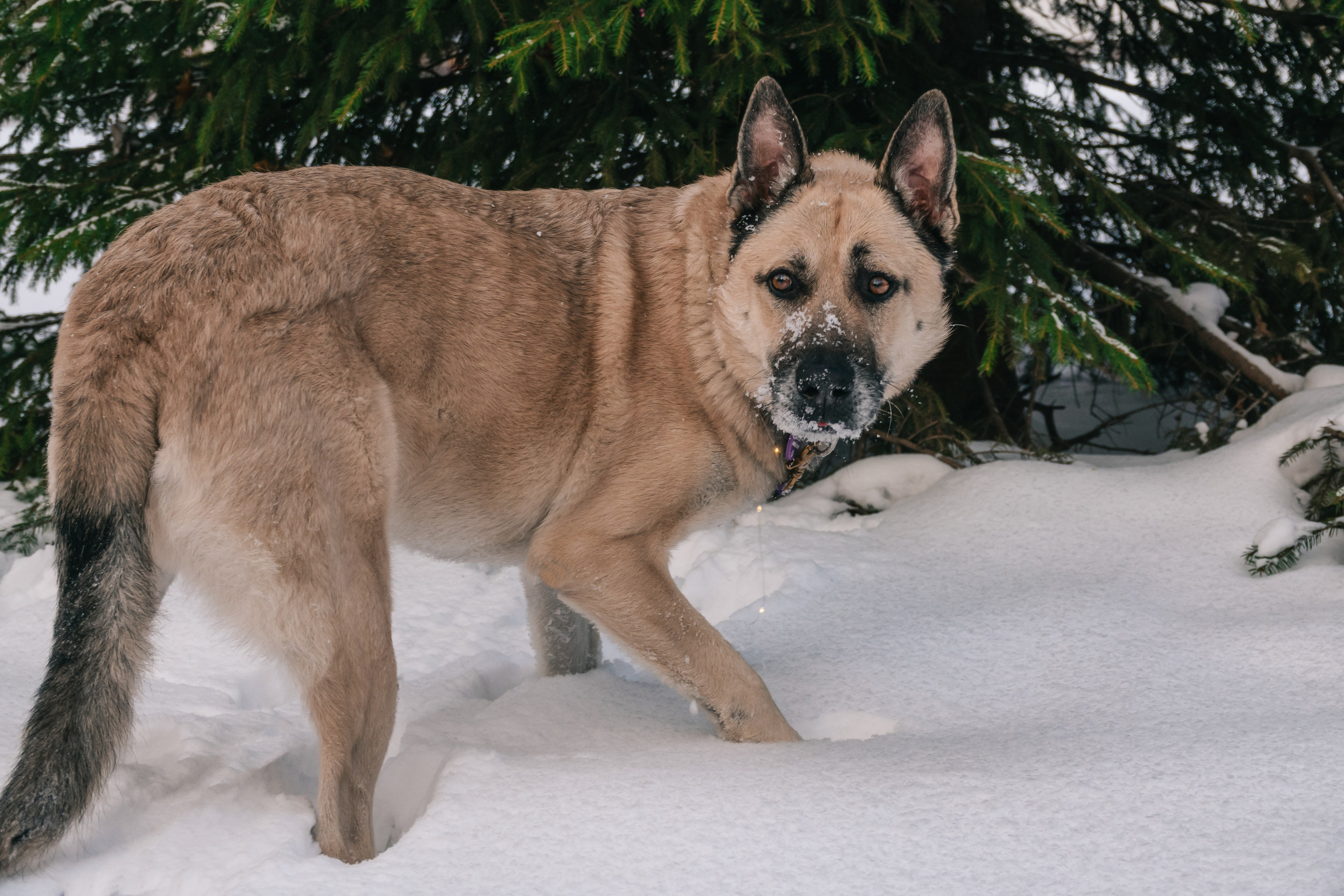 Джек ищет своего человека. Фотограф-анималист в Москве Юлия Лайхо