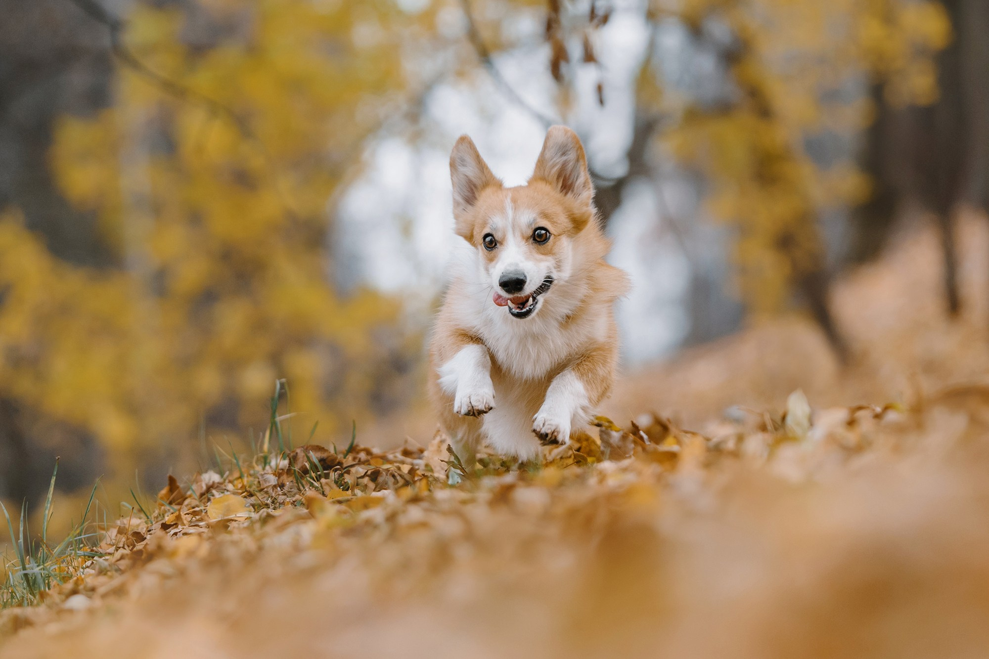 Питомец в кадре. Фотограф Анна Тюрина