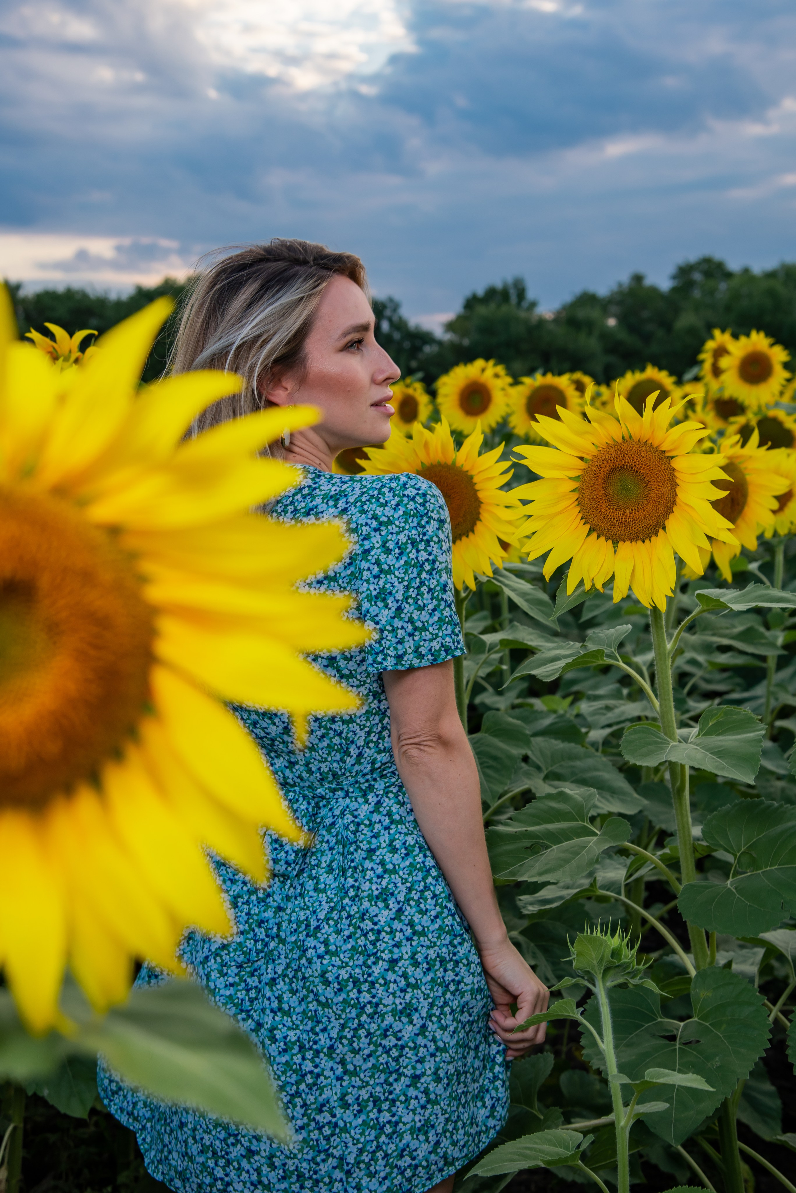 Подсолнух. Фотограф Галина Нестерова