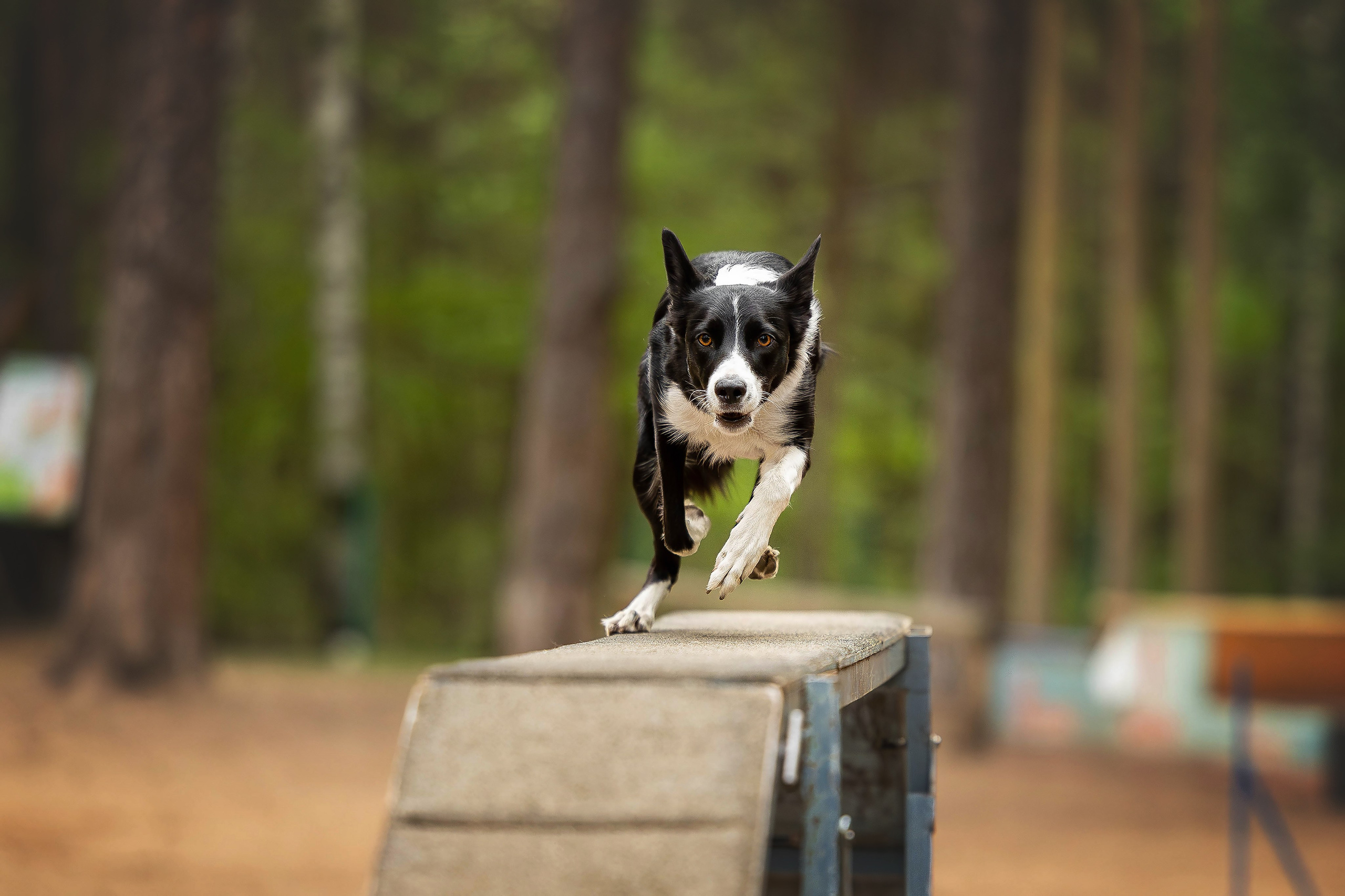 Тренировка аджилити. Фотограф Анималист в Перми Анастасия Остерман