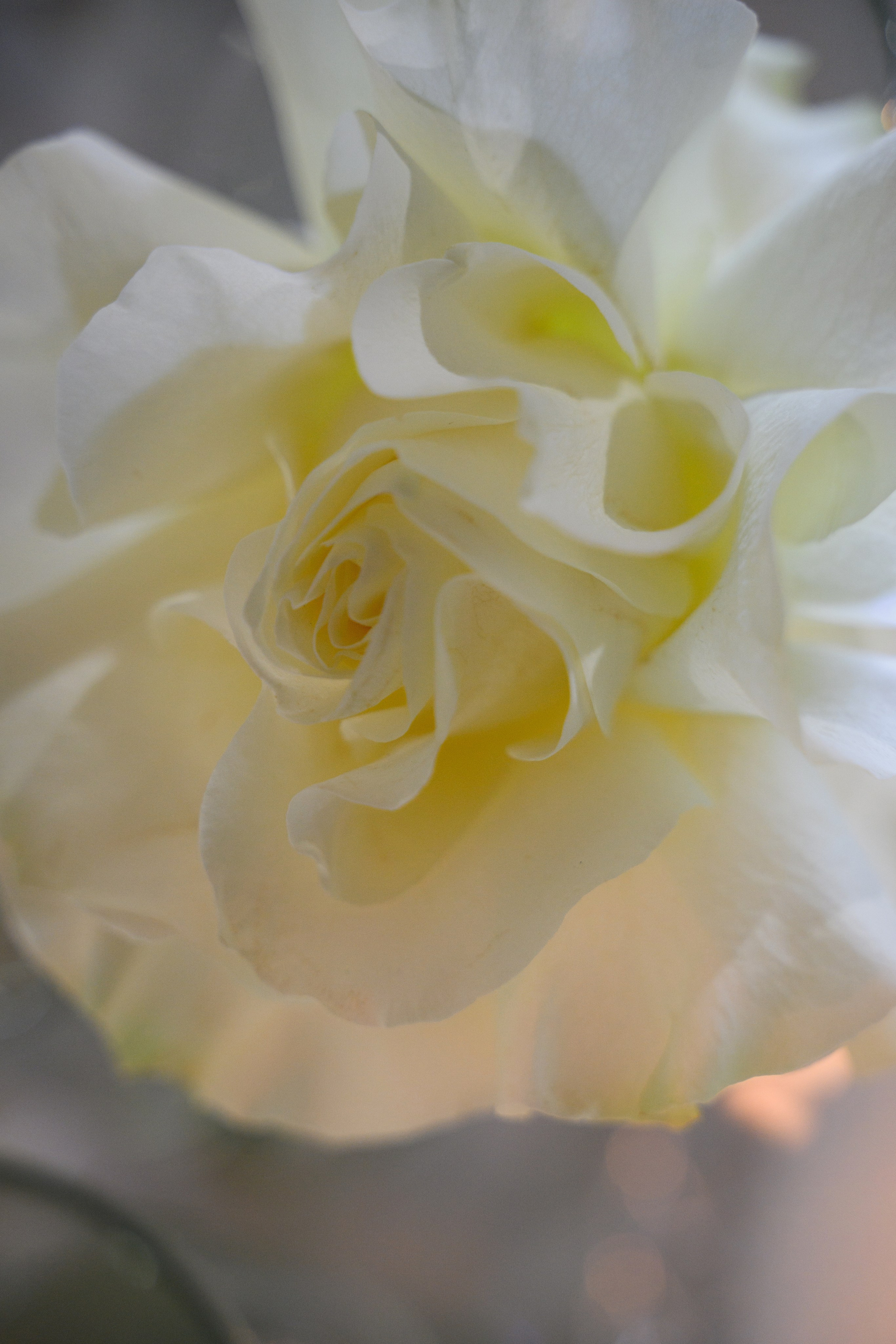 Красивая Армянская свадьба в Краснодаре от ТВИНС СТУДИО. ТВИНС СТУДИО — лучшие свадебные фотографы и видеографы в Краснодаре