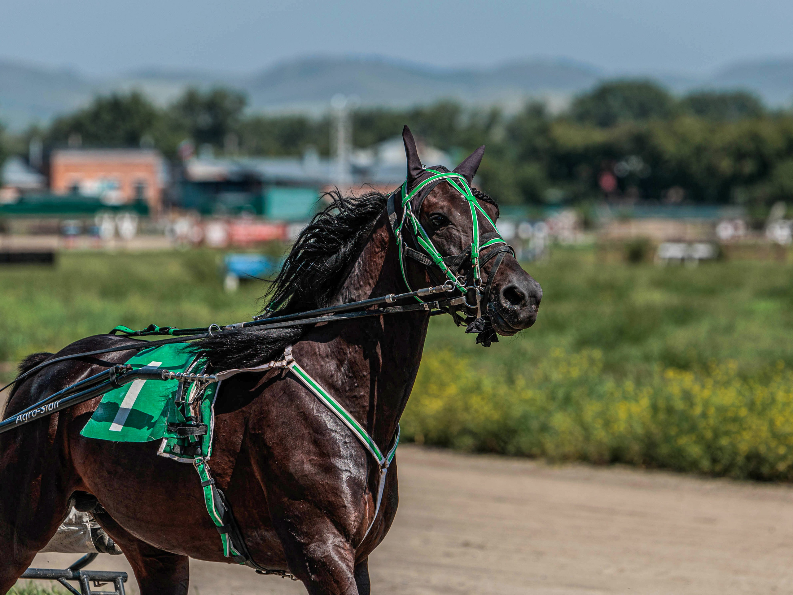 Зарисовки Абаканский ипподром 2025. Конный фотограф в Красноярске — Любовь Похабова