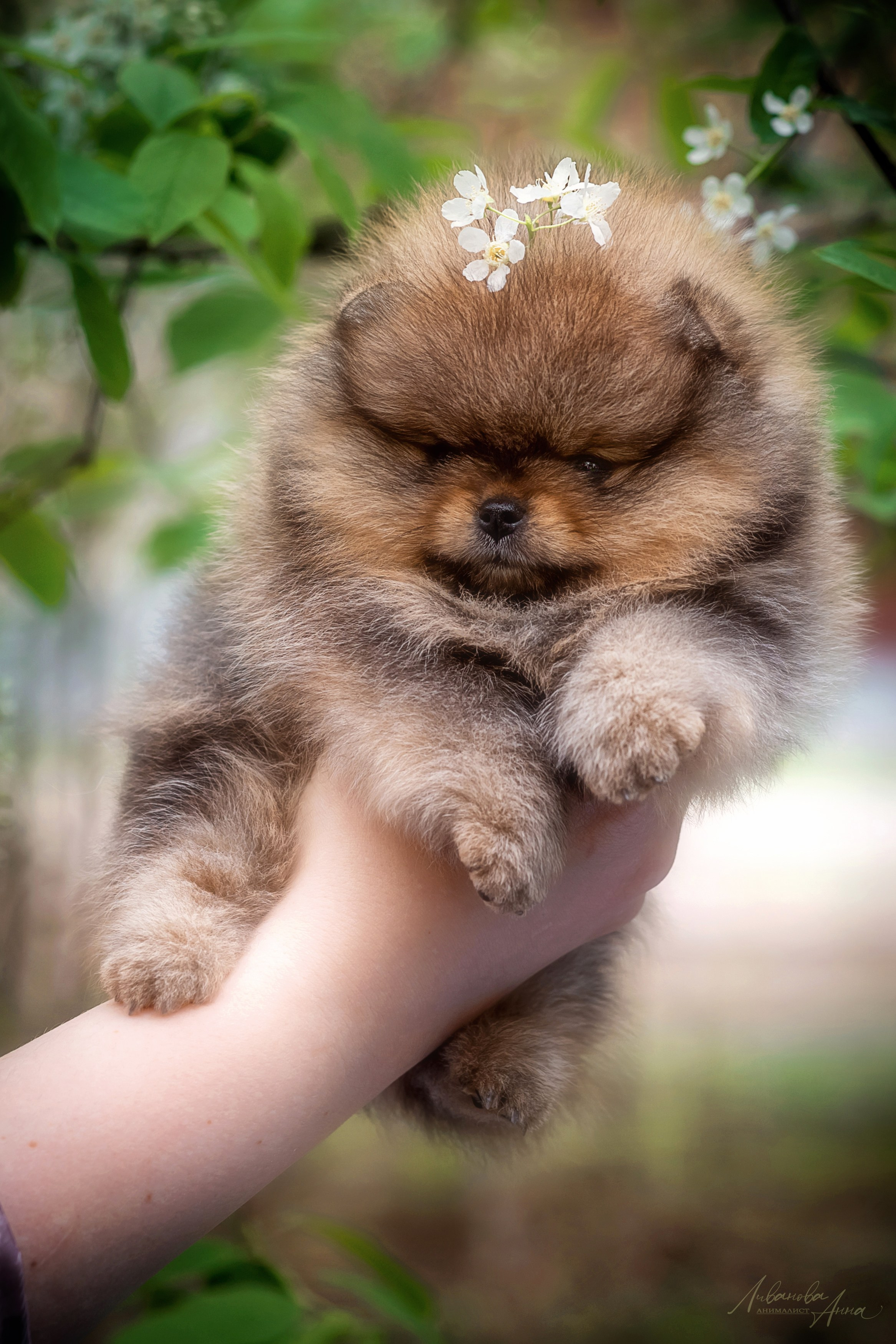 Шпицы. Фотограф анималист Аня Ливанова | Рыбинск