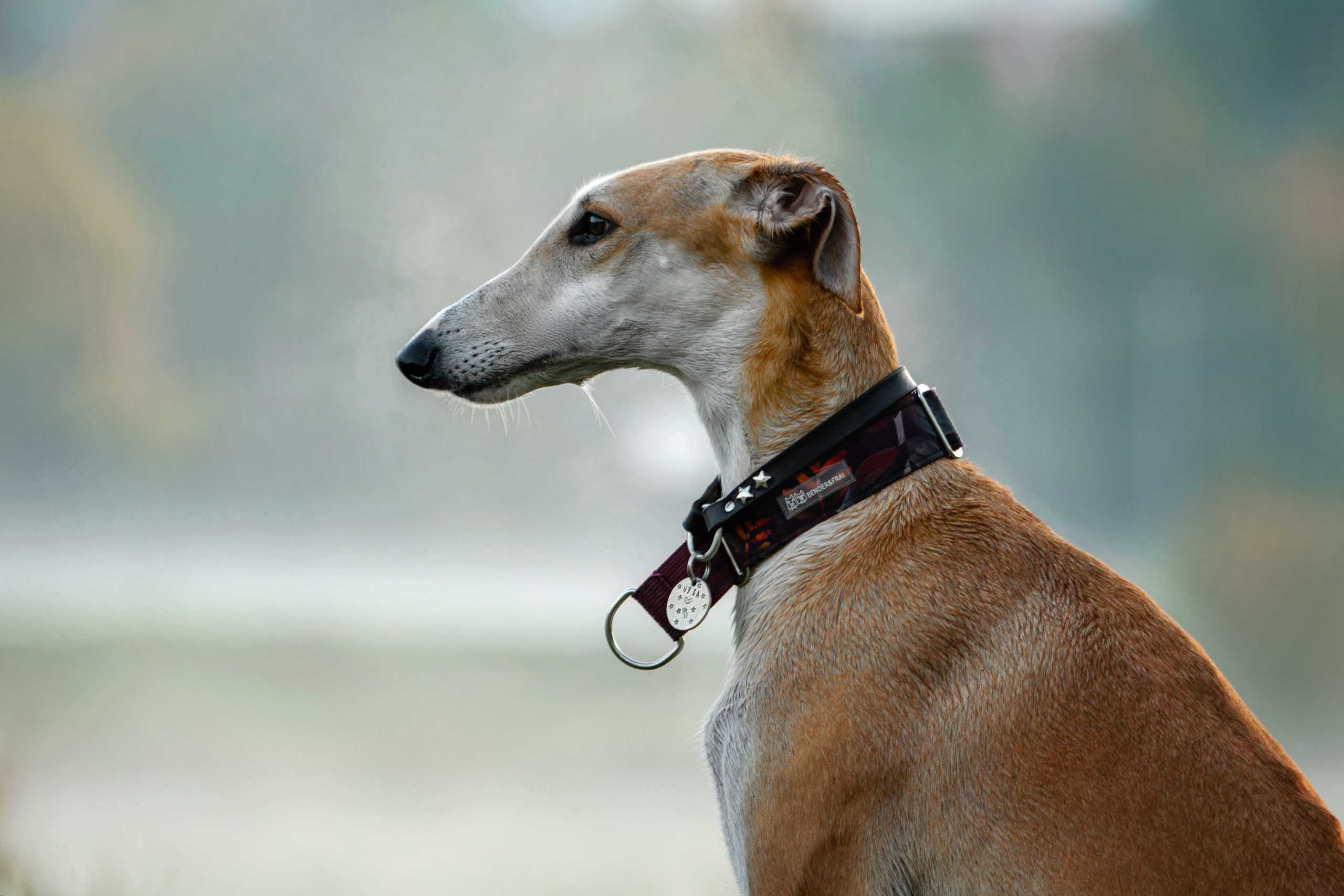 Осеннее утро с Мухой. Фотограф-анималист Юлия Зубкова