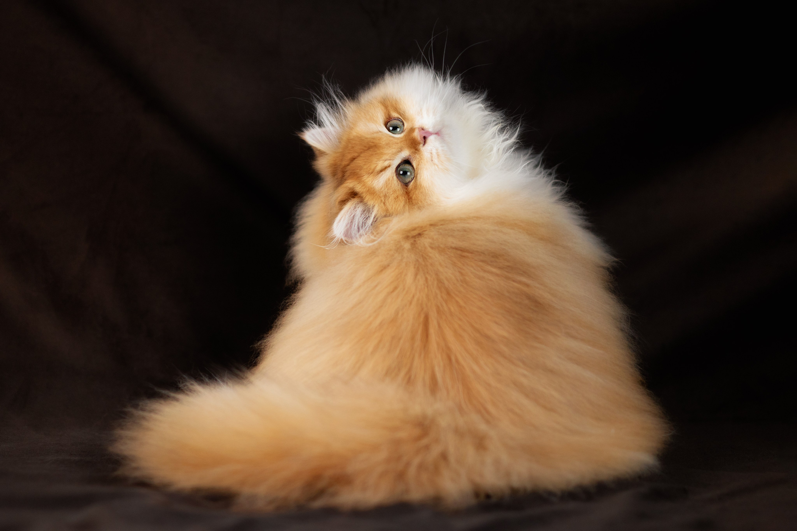 Кошки. Фотограф-анималист Юлия Зубкова