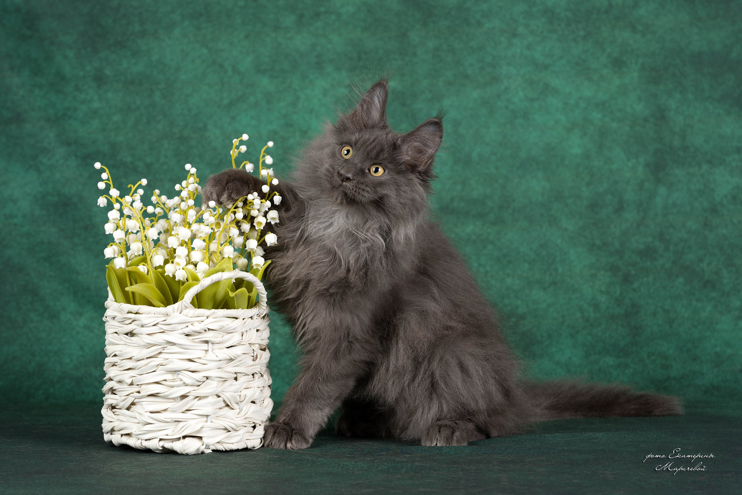 Галерея котят. Фотограф-анималист в Омске Екатерина Маричева