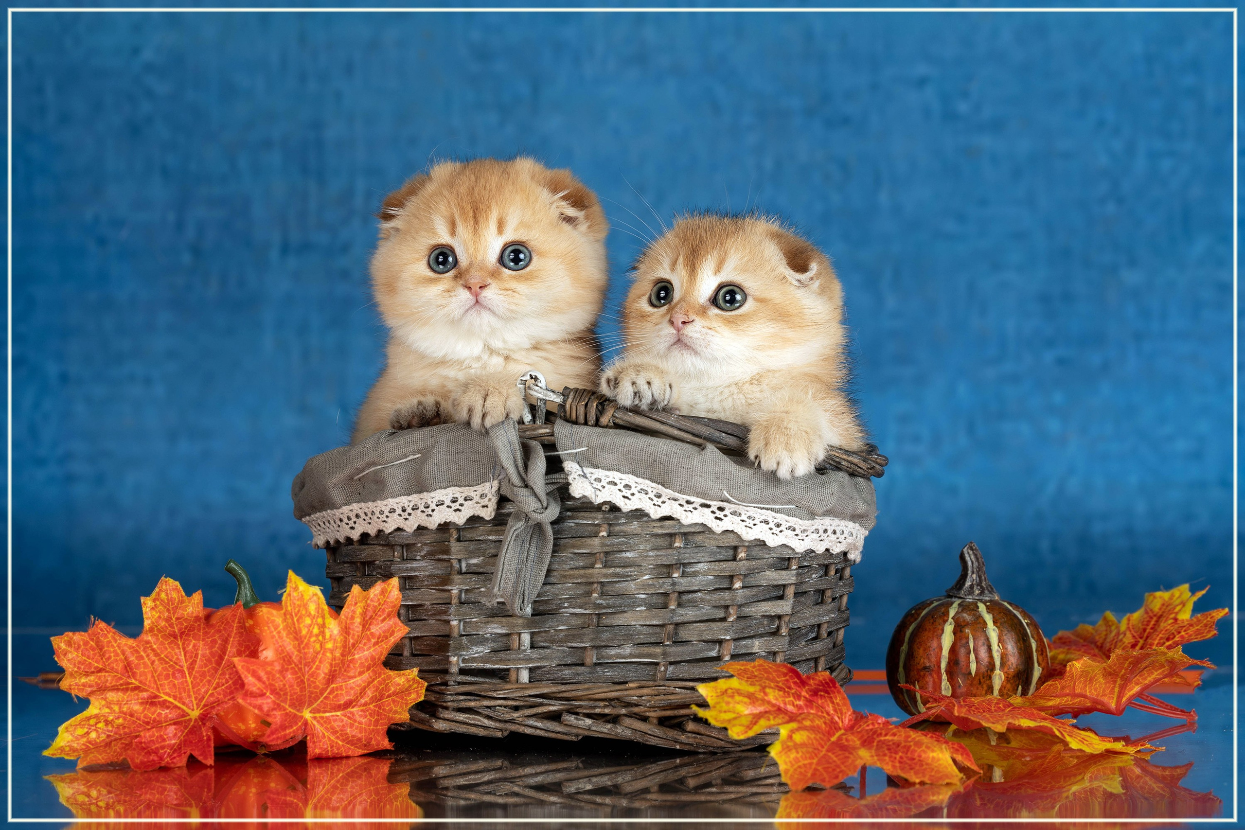 Стендовая съёмка на выставках кошек. Фотограф-анималист в Омске Екатерина Маричева