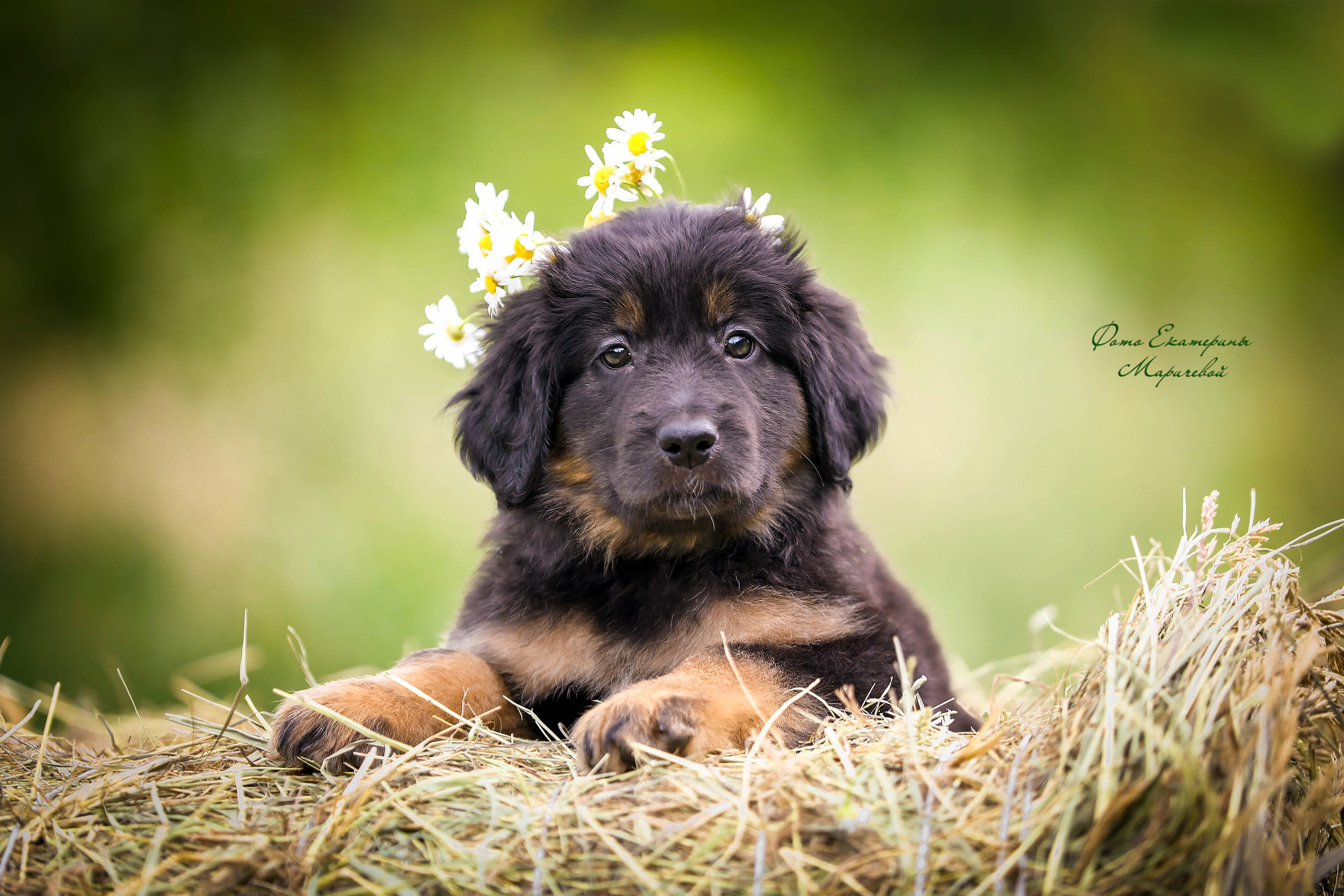 Выездная съёмка с естественным светом. Фотограф-анималист в Омске Екатерина Маричева