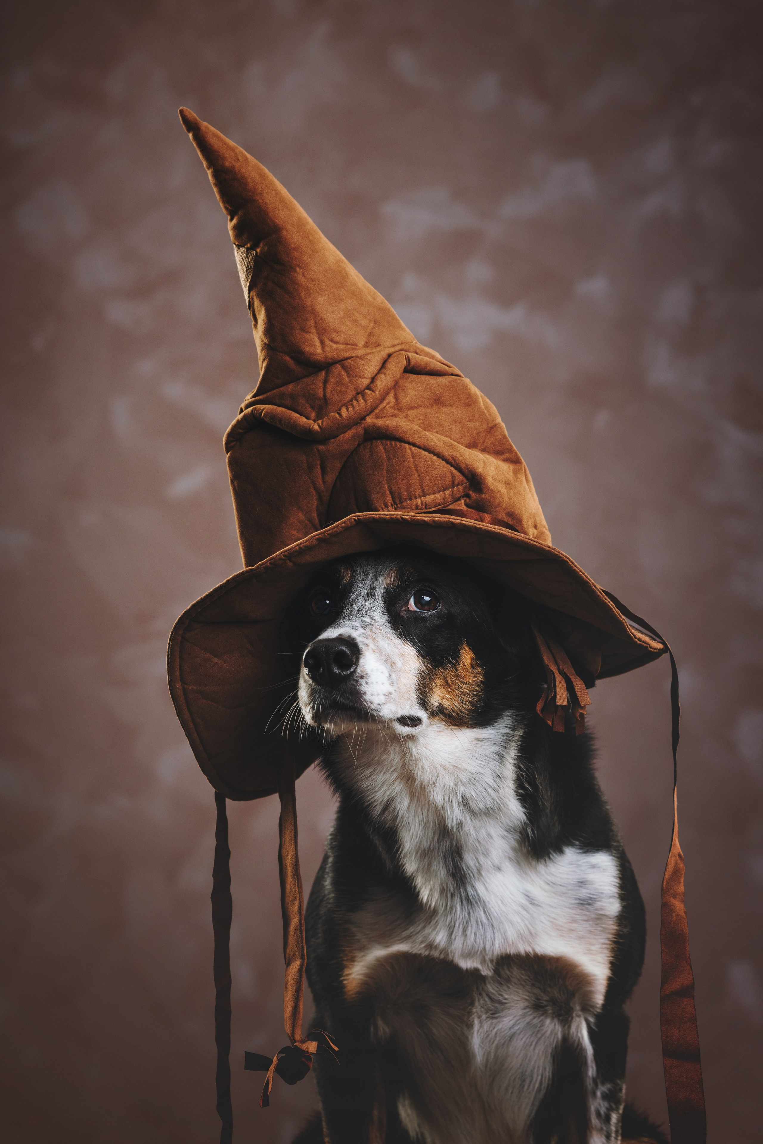 Бордер-колли. Фотограф анималист Осипчикова Мария