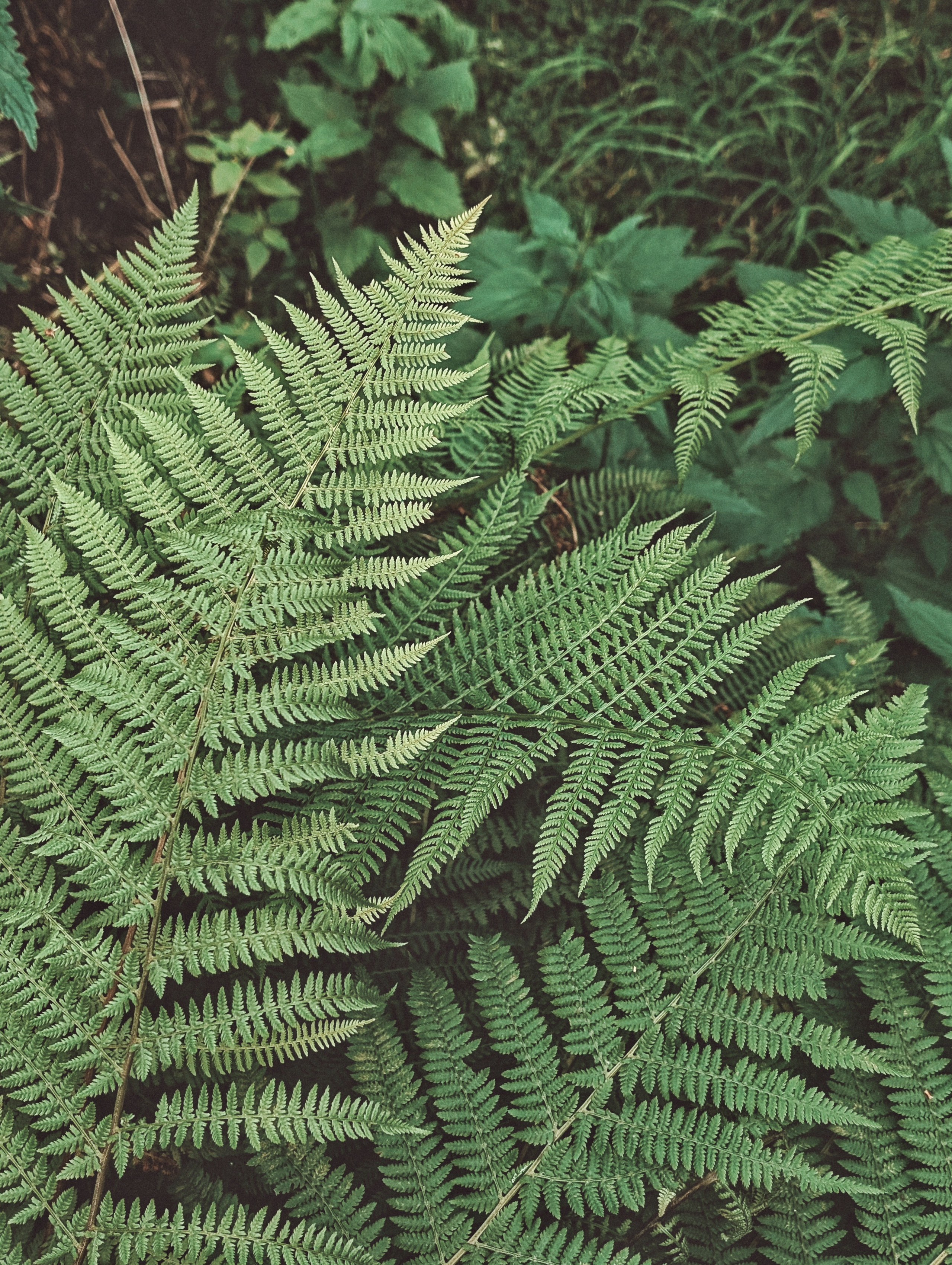 Вдохновение. Ph___tina