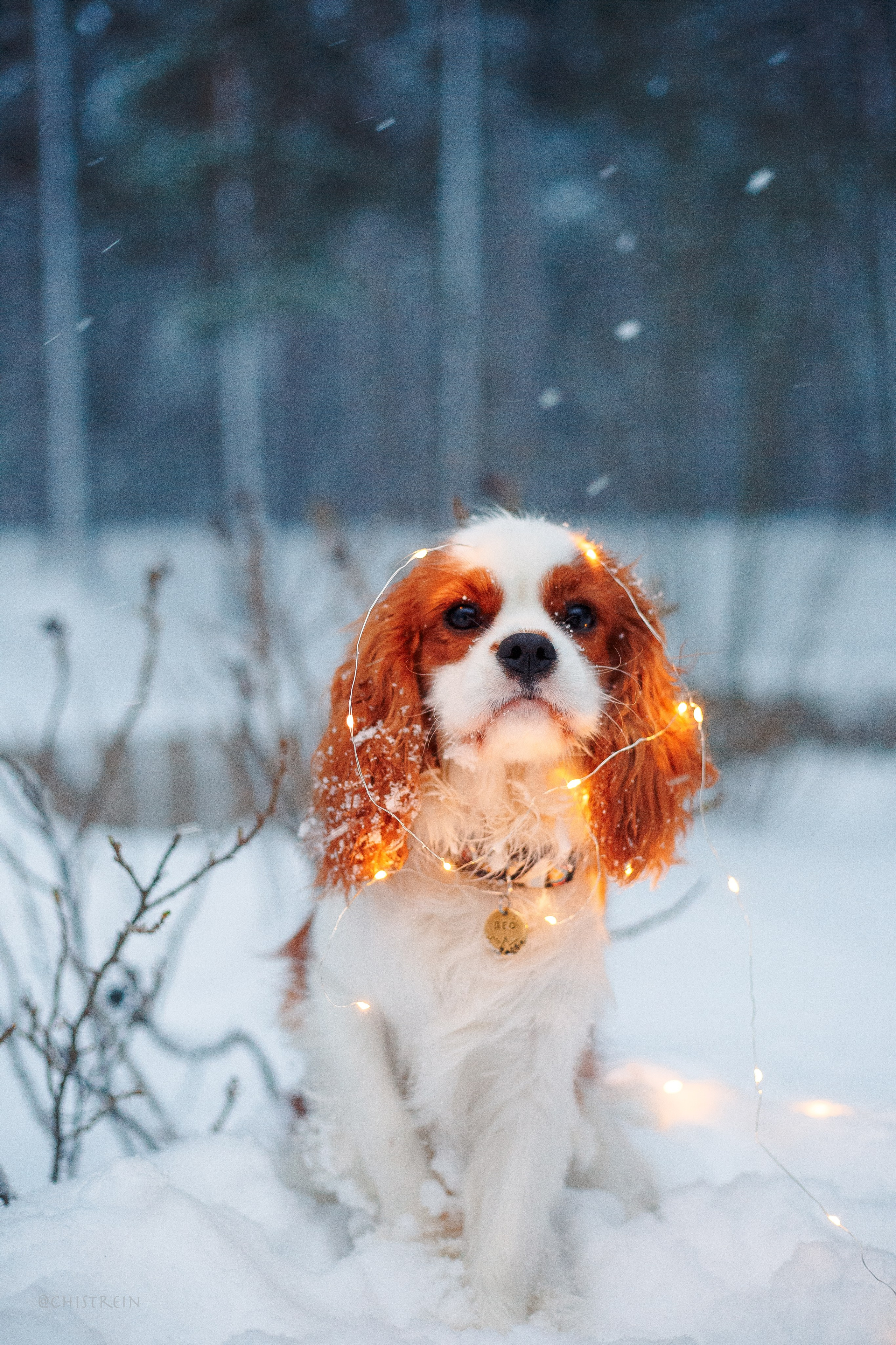 Внезапно апрельская зима. Фотограф-анималист Наталия Чистюхина в г. Сосновый Бор и ЛО