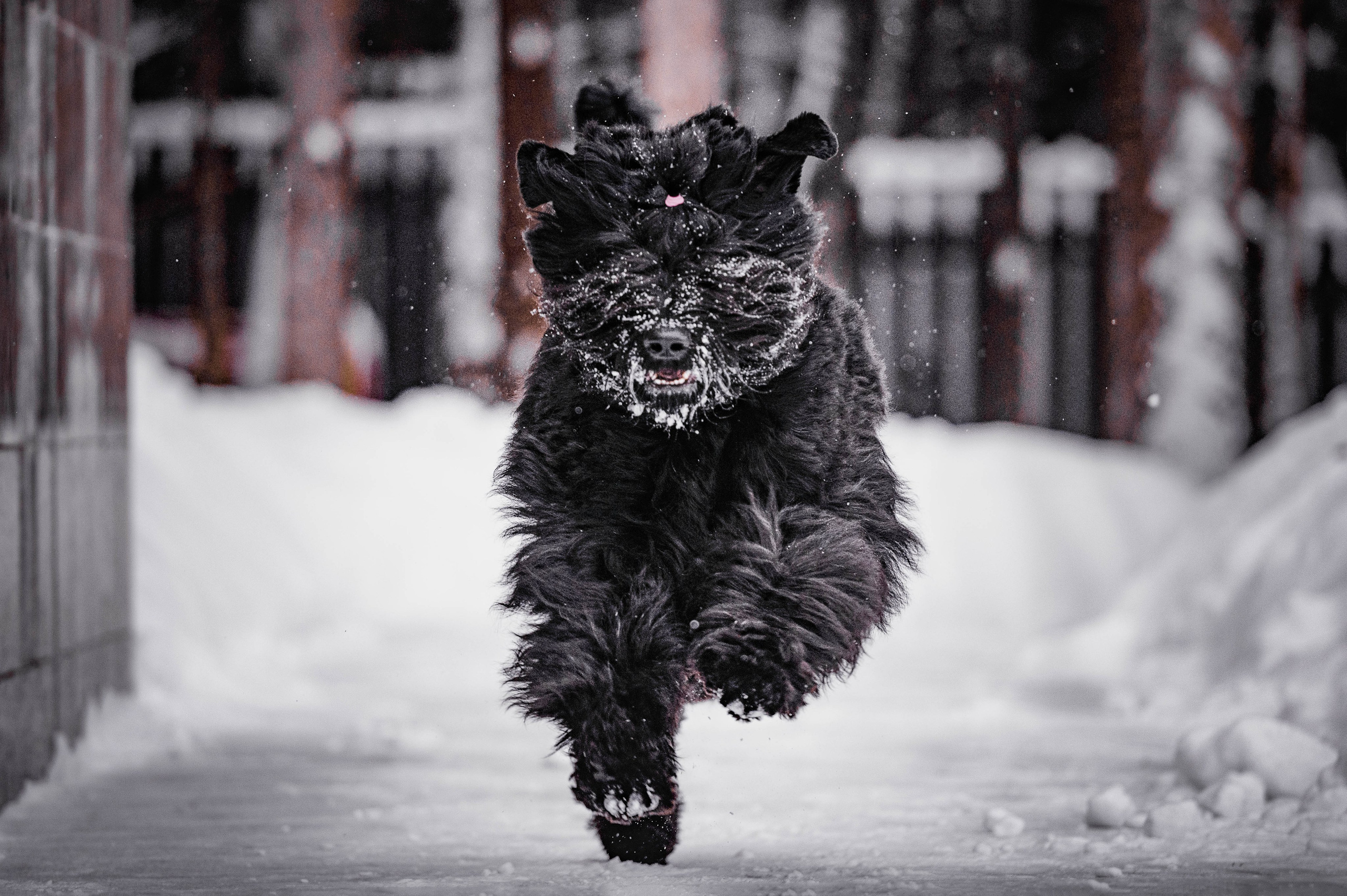 Клео. Фотограф-анималист