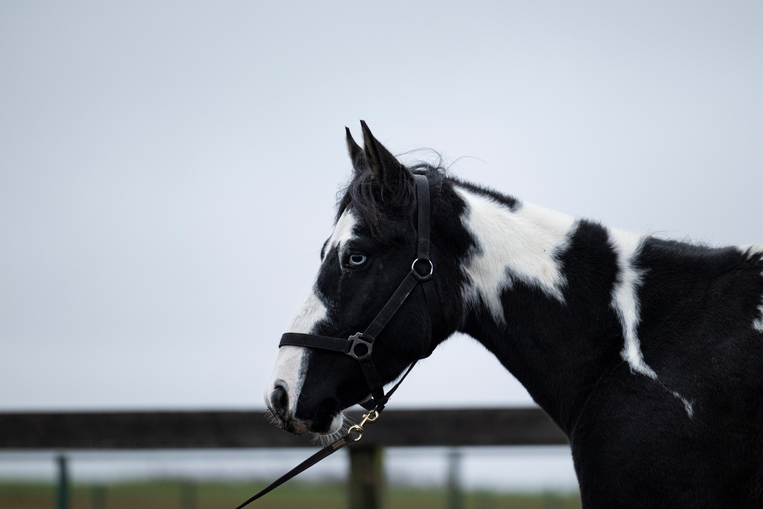 Дракарис и Кейси. Фотограф-анималист Анна Маринич