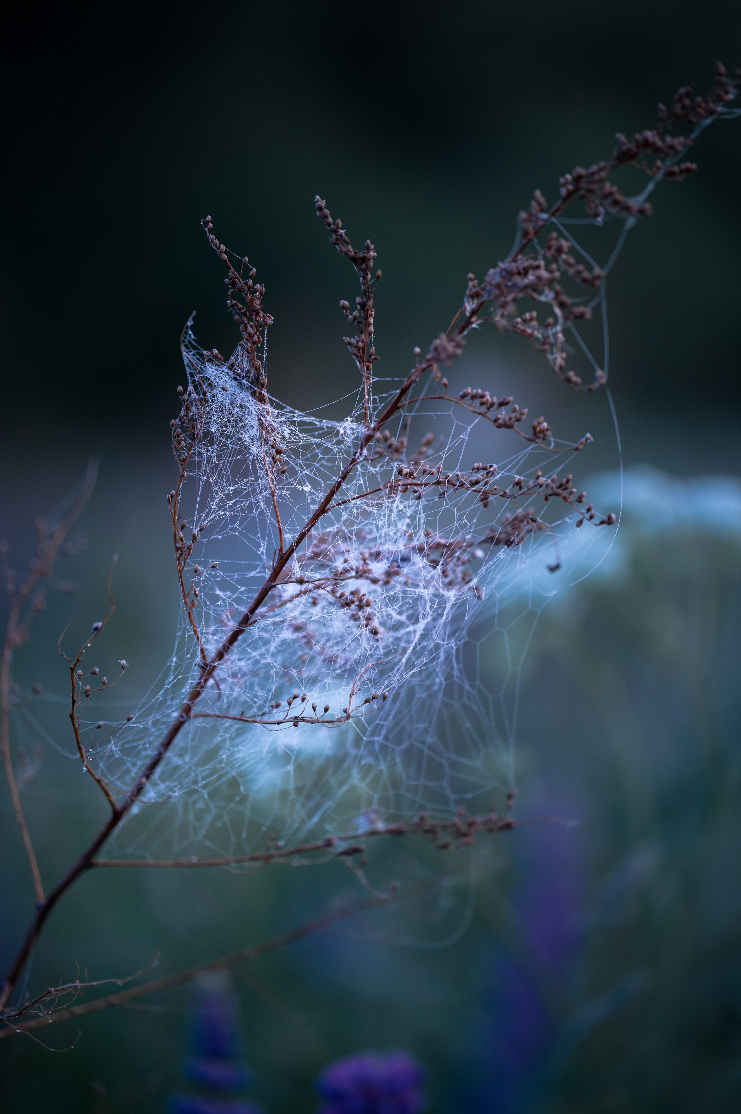 Рассвет в Подмосковье. Фотограф в Ростове —на — Дону