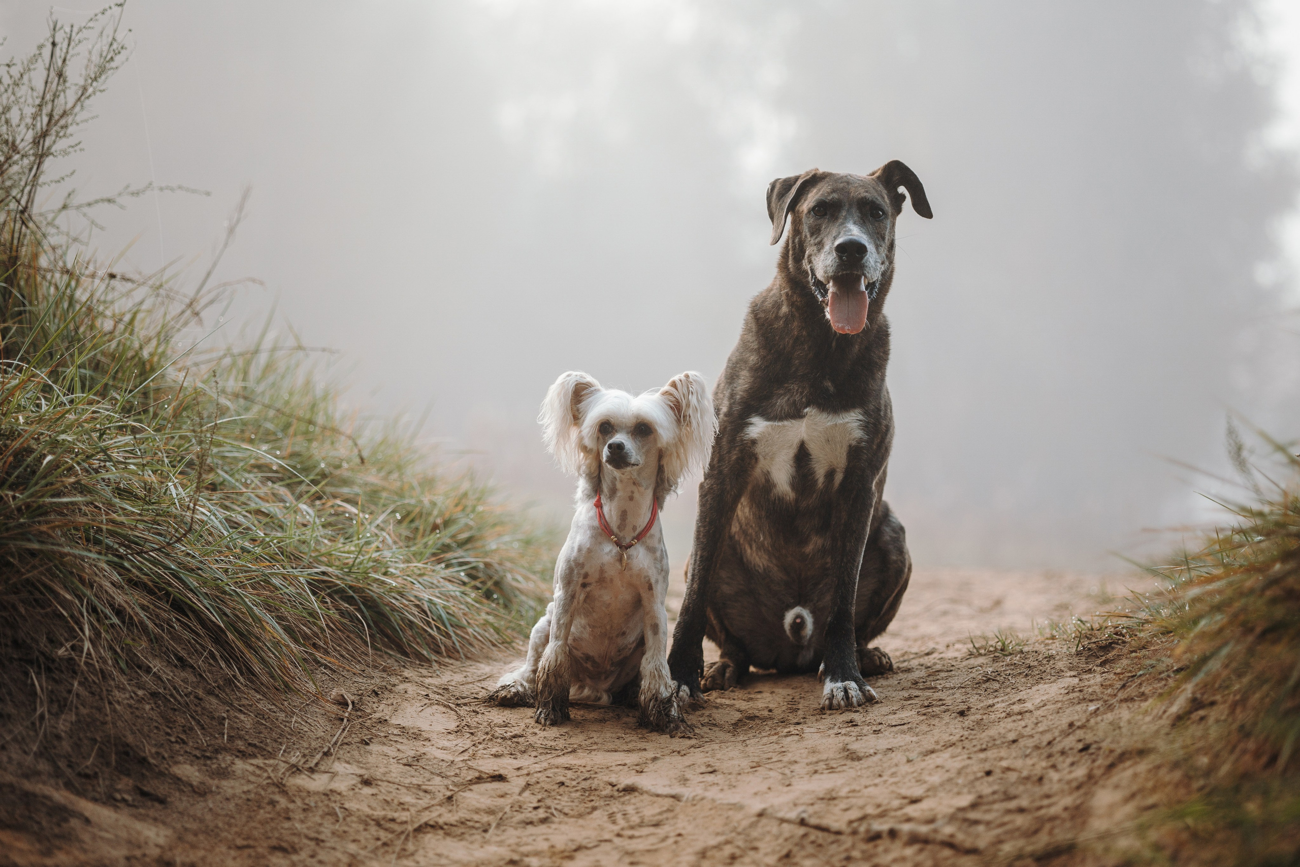 Любовь и ее хвостики. Фотограф — Анималист | Санкт-Петербург