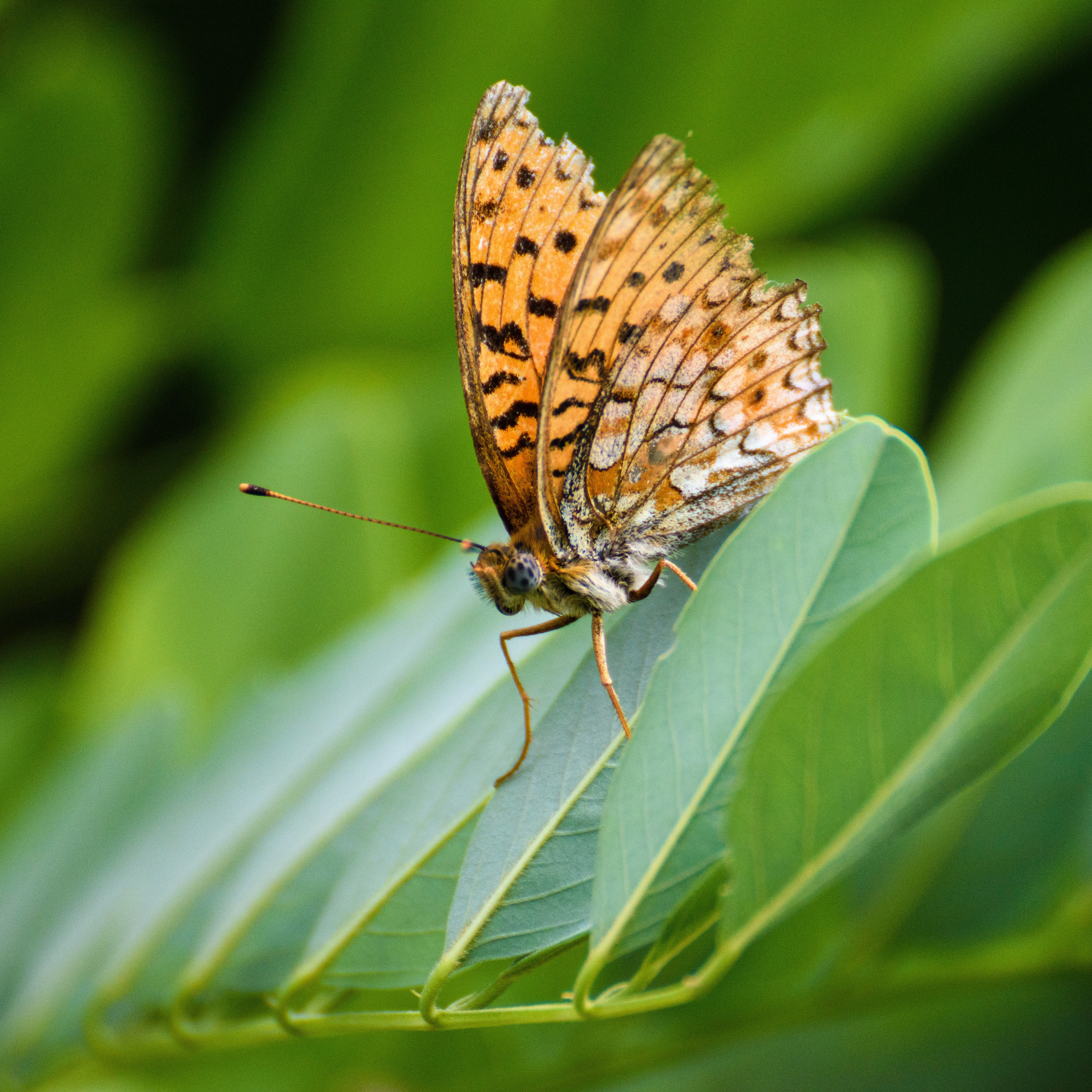 Бабочки. Фотограф Вадим Хмурковский