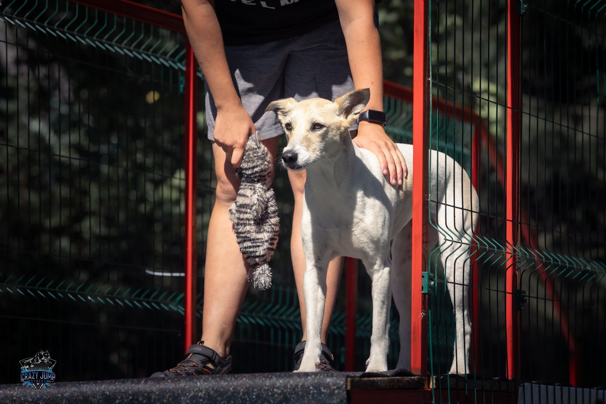 Собаки, спорт, Док дайвинг. Свадебный и репортажный фотограф в Москве и Московской области