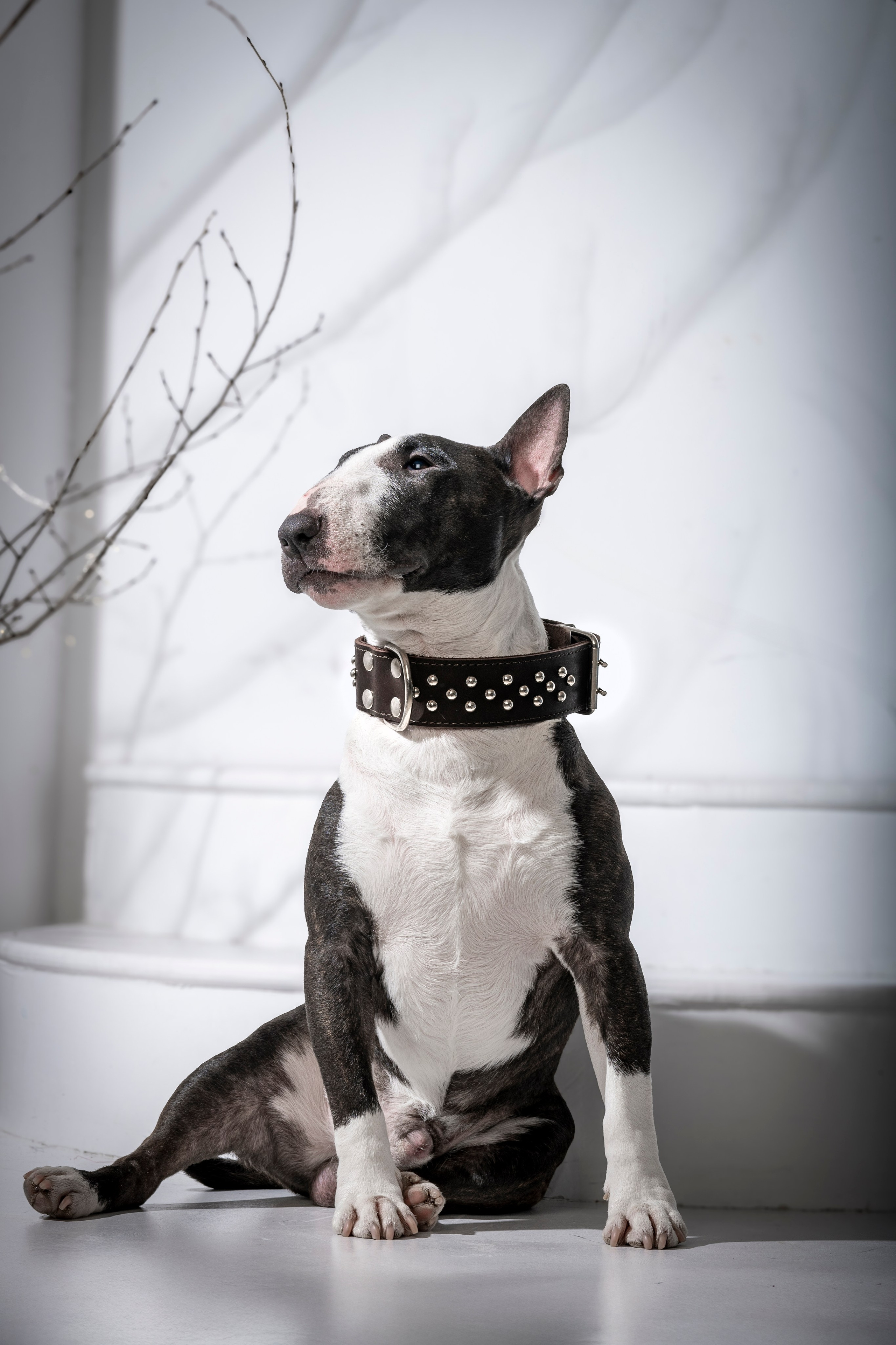 Рекламная фотосессия ошейников. Фотограф анималист в Санкт-Петербурге Таша Крейв