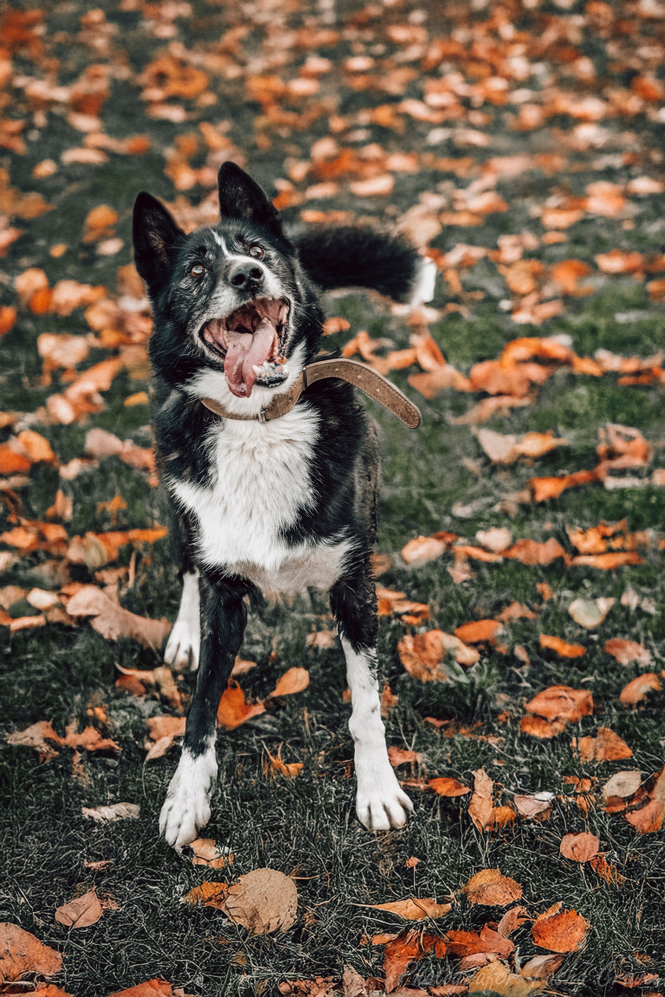 Приют для собак. Фотограф анималист в Санкт-Петербурге Таша Крейв
