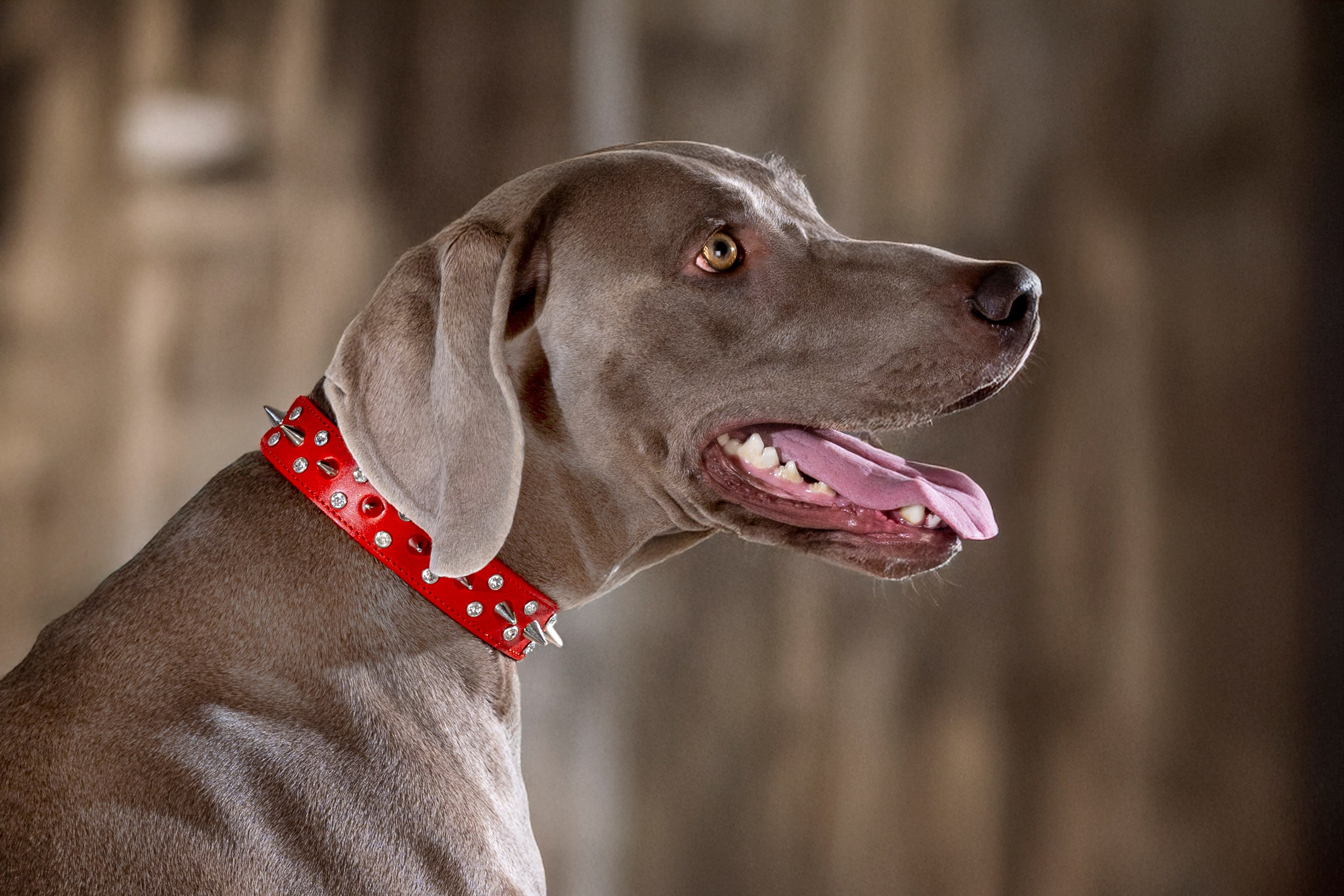 Фотограф анималист в Санкт-Петербурге Таша Крейв