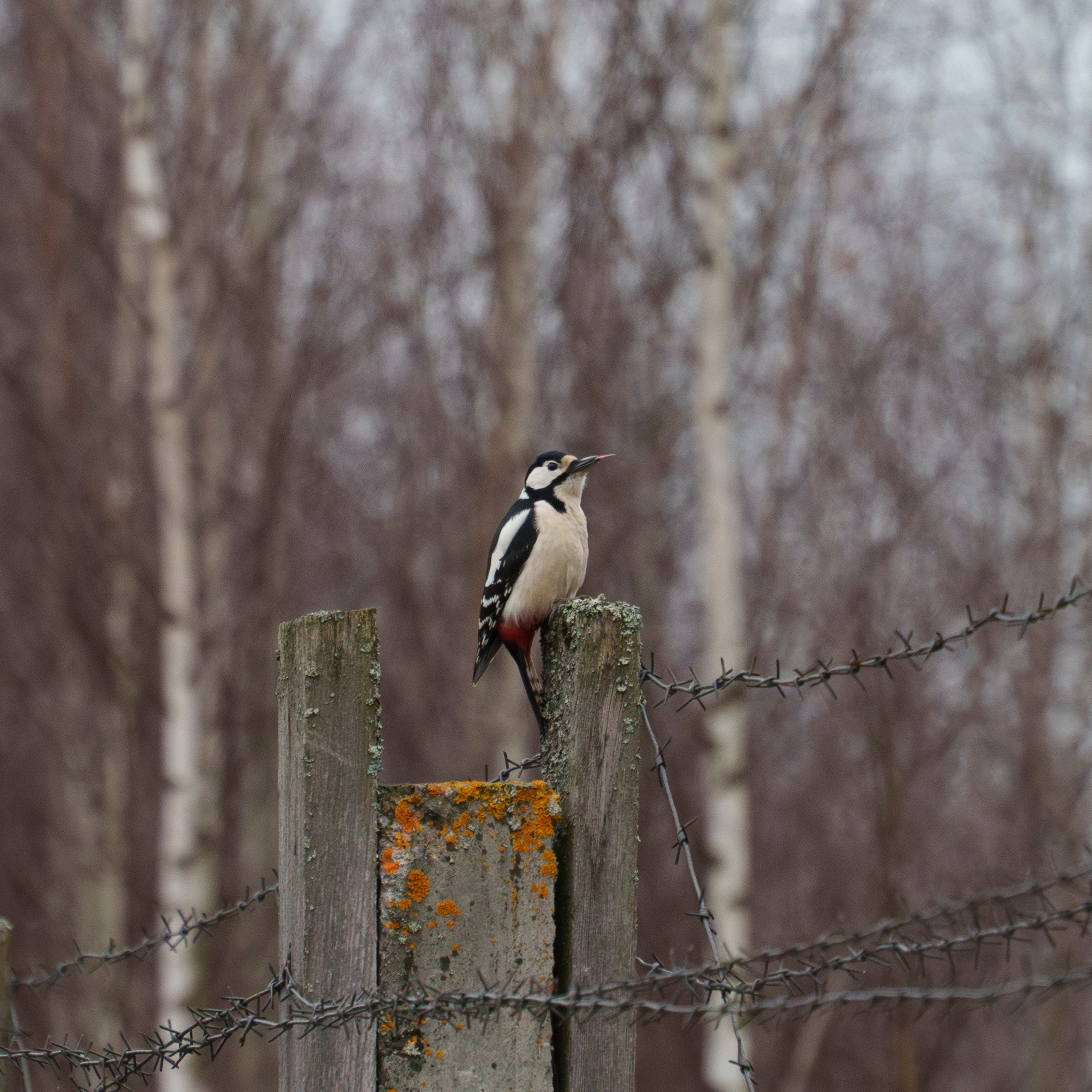 Animals — Животные