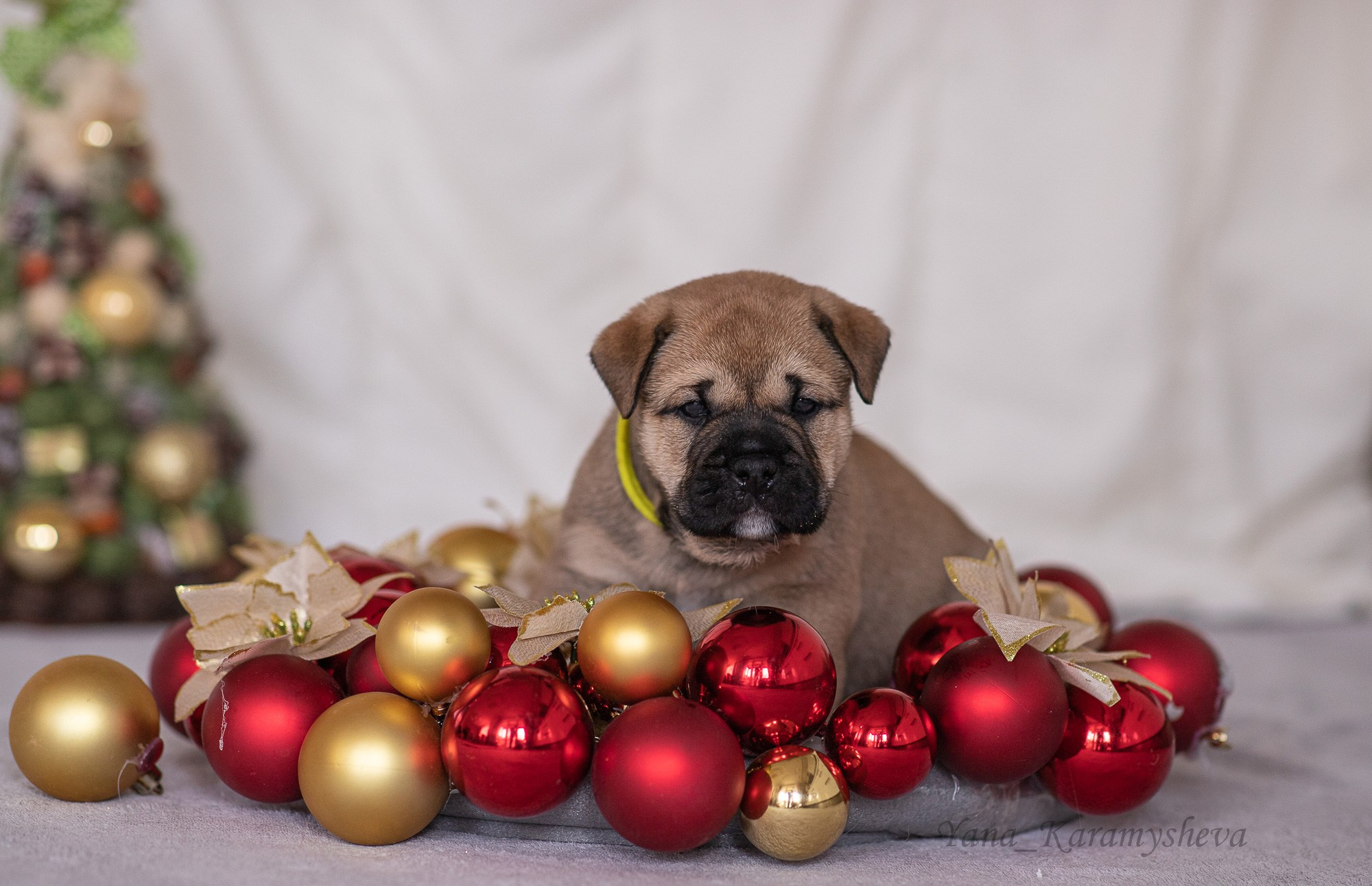 Помёты. Yana Karamysheva Animal Photo