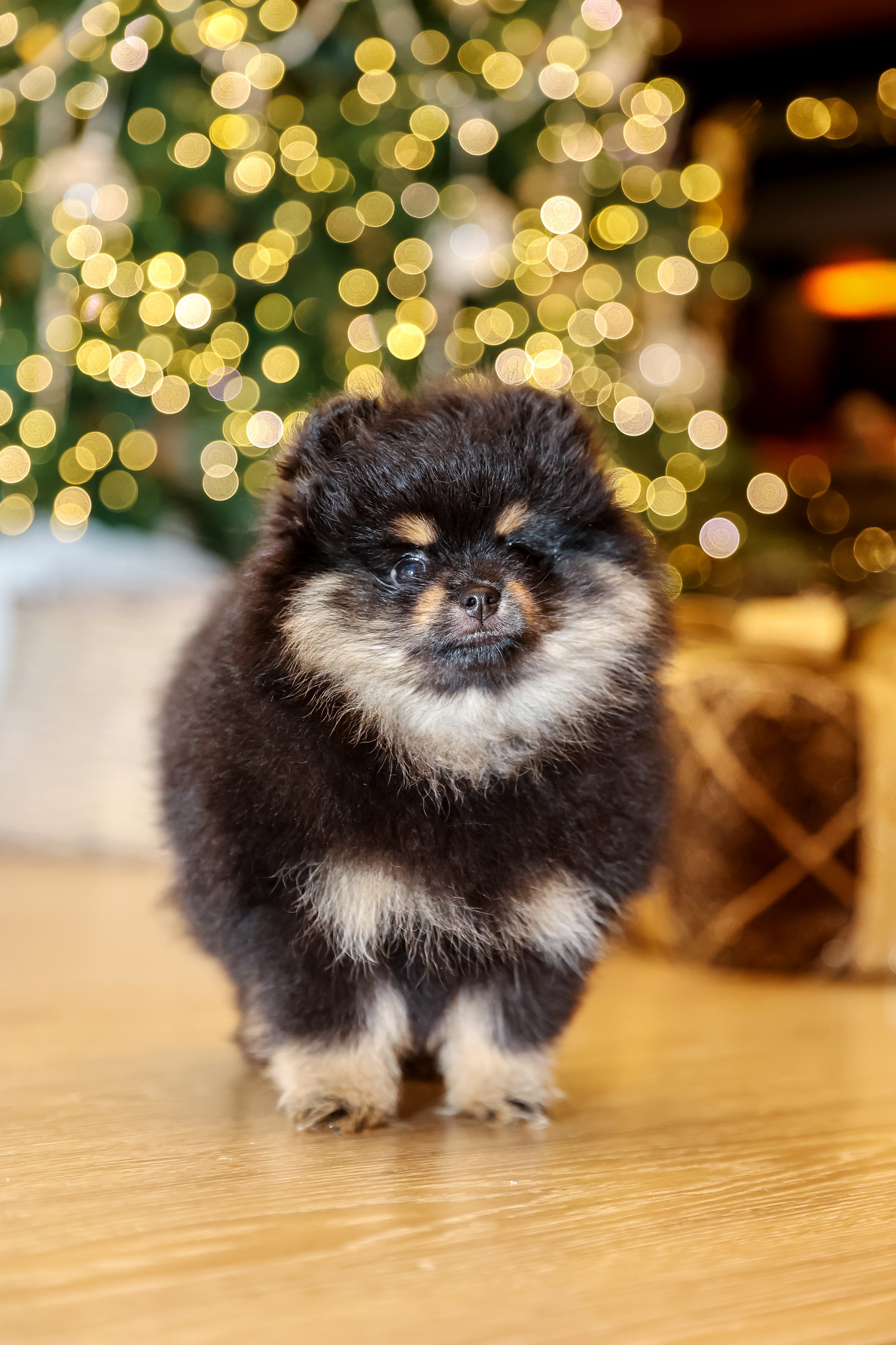 Съемка щенков шпица. Фотограф — Татьяна Кириллова, г. Санкт-Петербург