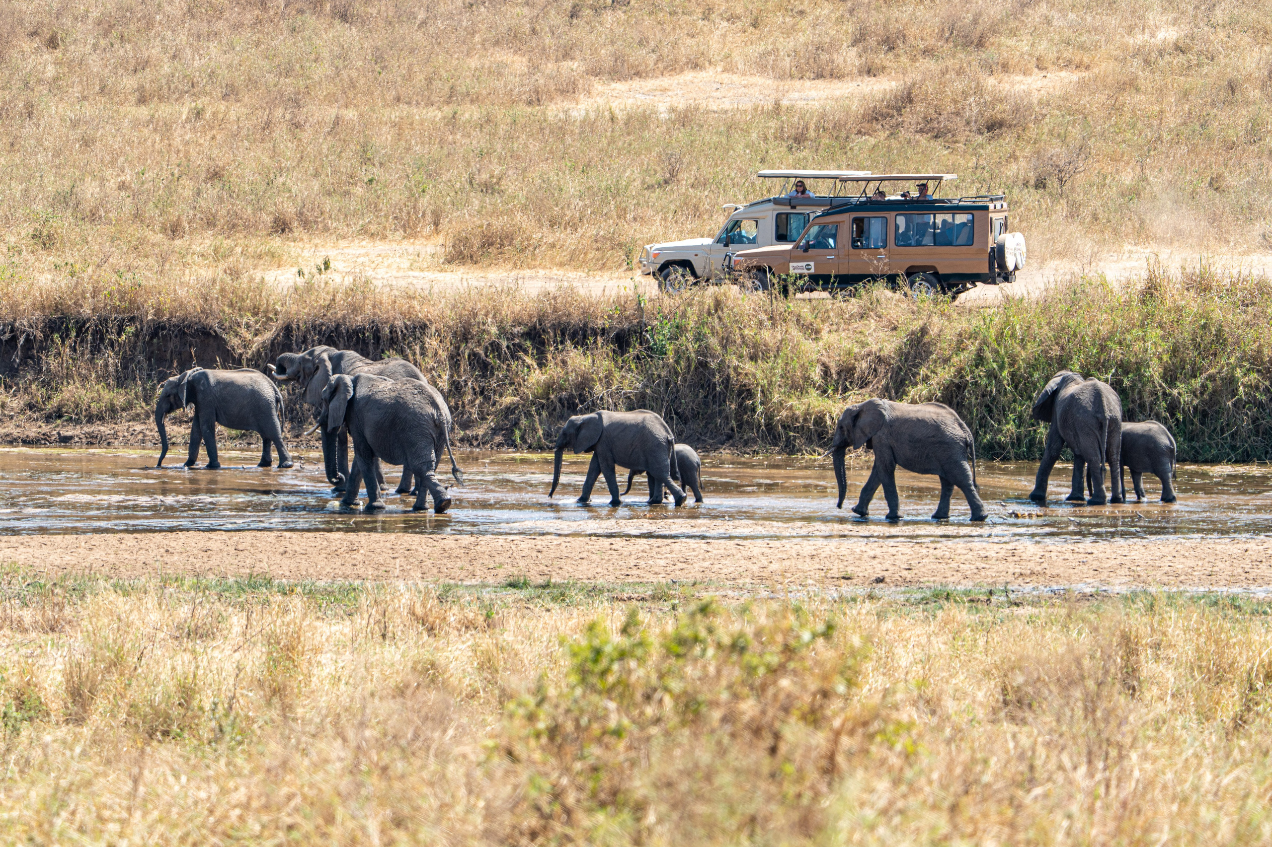 Танзания, сафари, 2025. Творческие сьемки