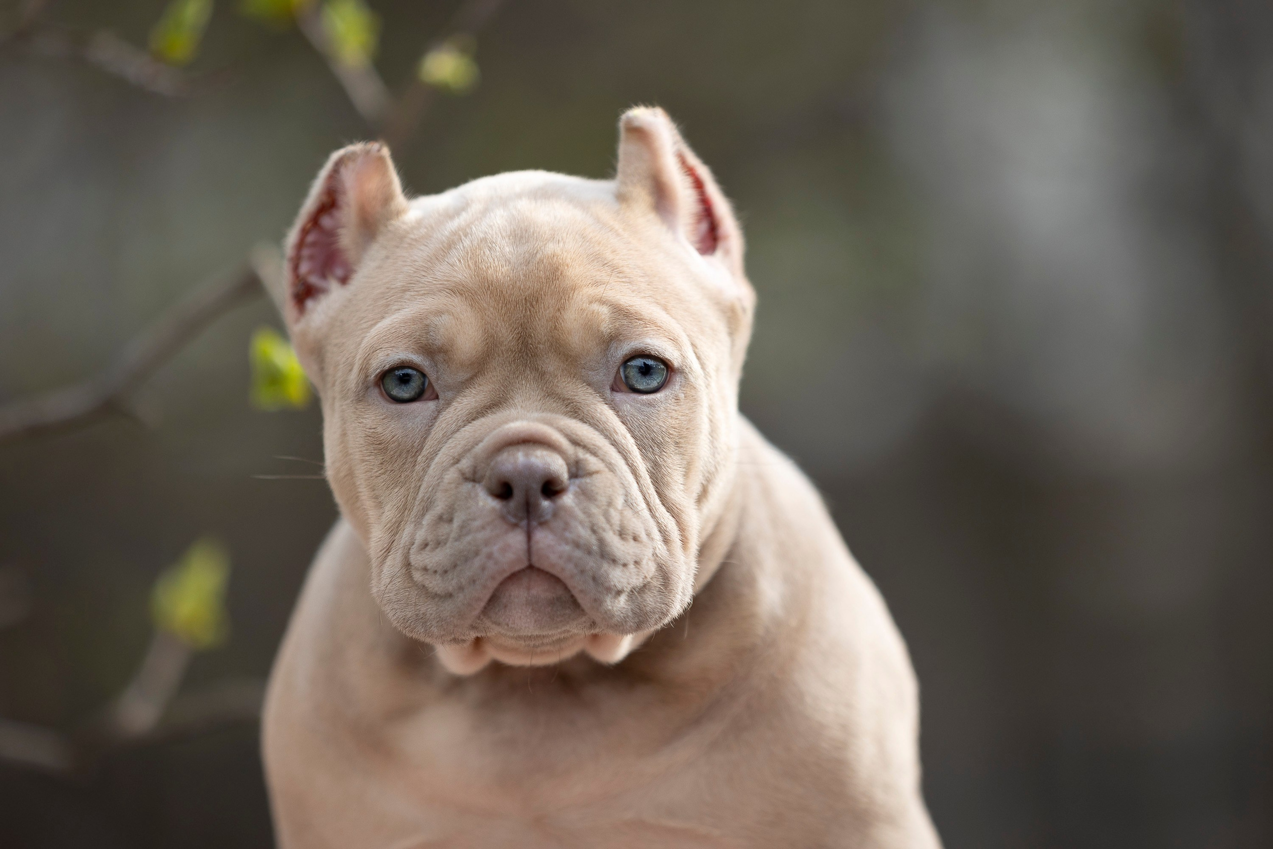 Американский Булли. Фотограф анималист, семейный фотограф, фотограф собак Комратова Мария. г. Москва