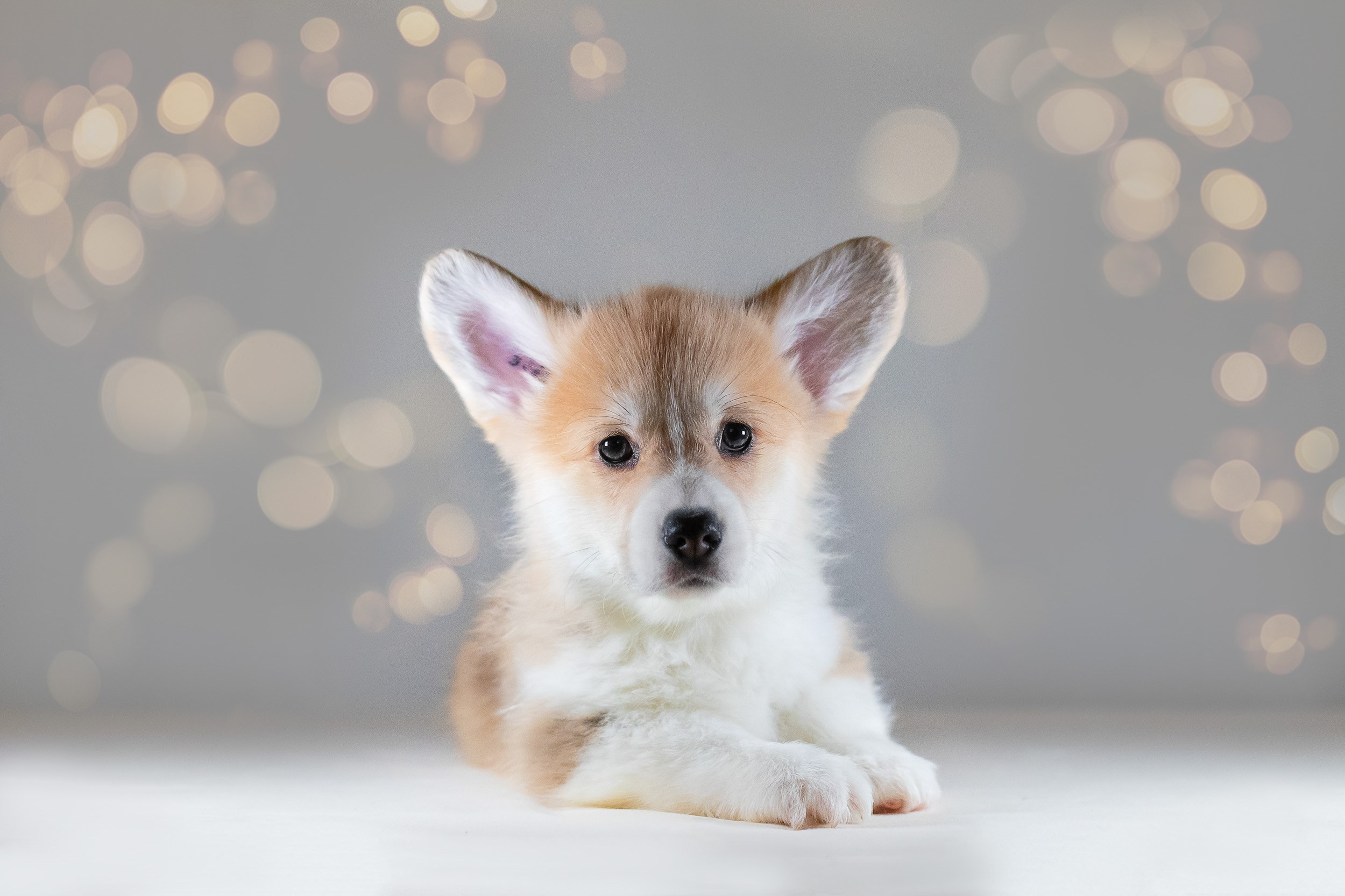 Вельш Корги Пемброк. Фотограф анималист, семейный фотограф, фотограф собак Комратова Мария. г. Москва