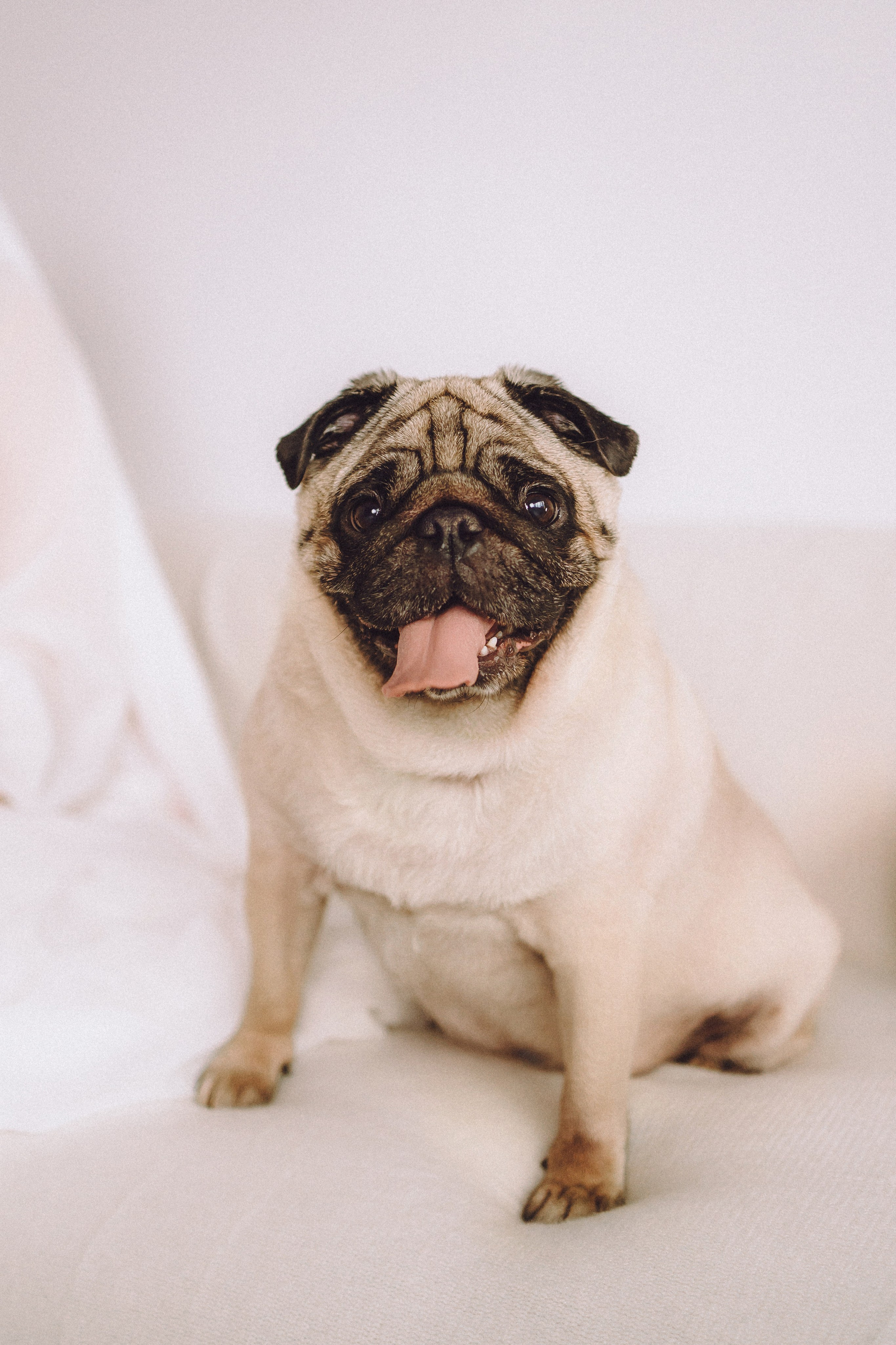 Денис, Василина, Гаврюша и Кнопка