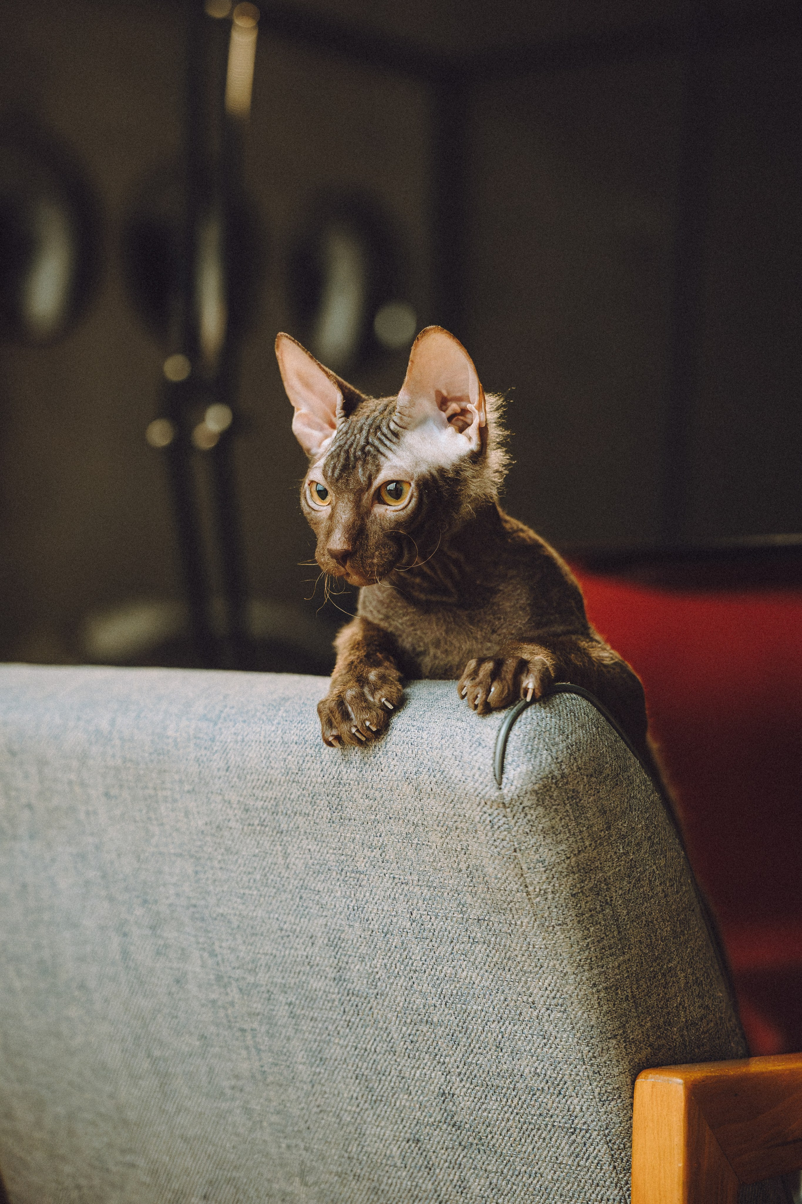 Кокос, Света, Динара и Вилли