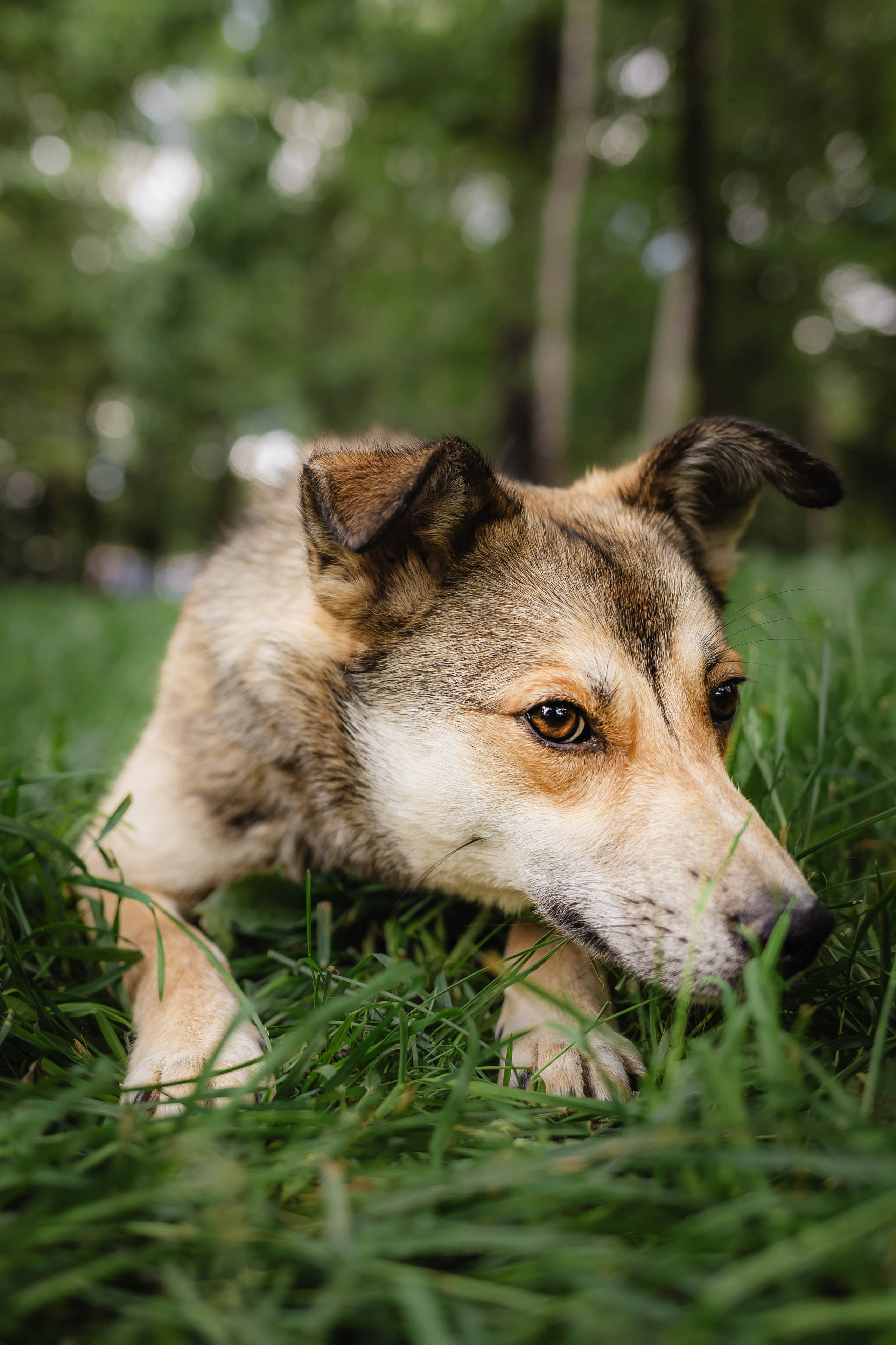 Как я выбираю, на какой объектив снимать животных?