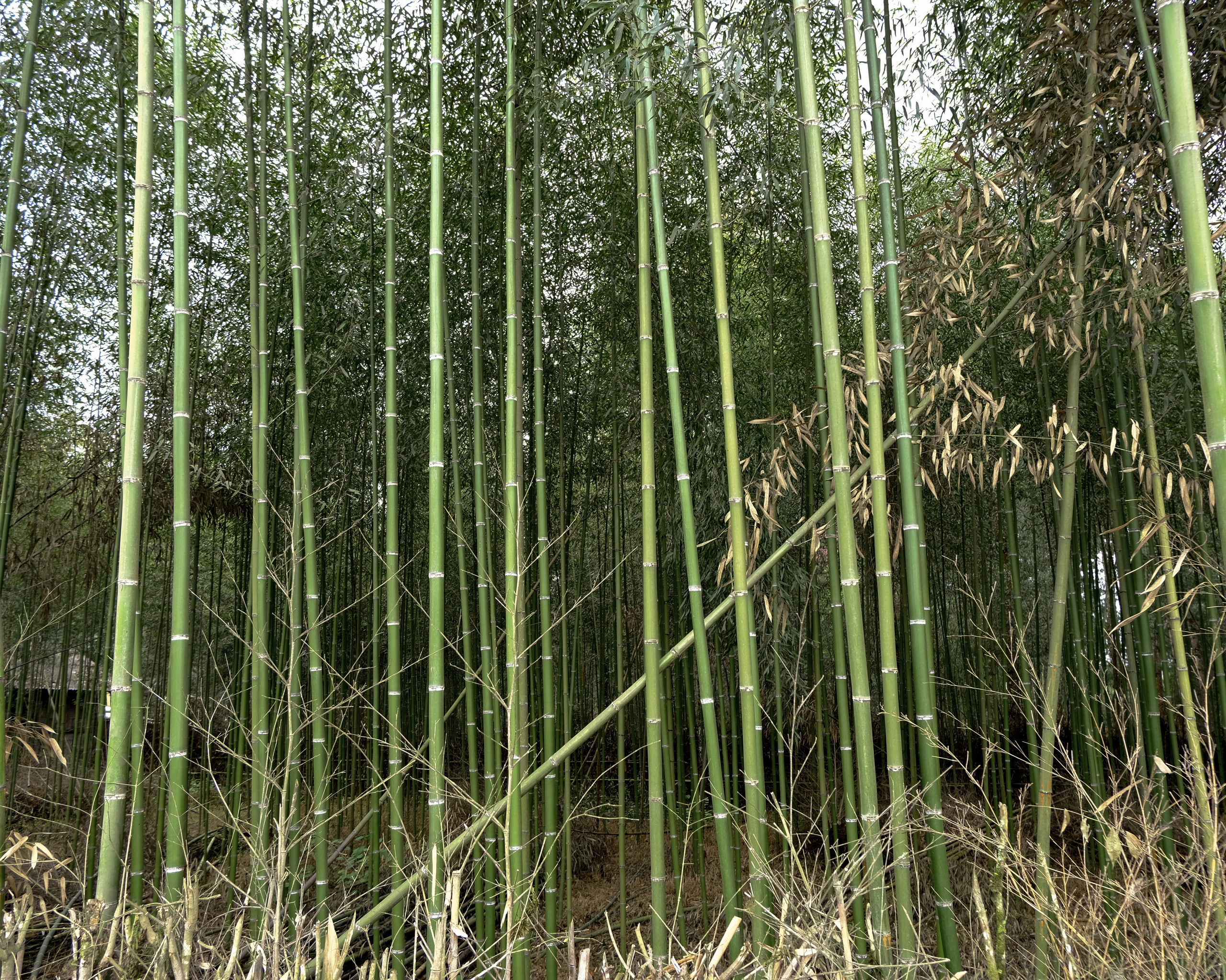 Жертвоприношение. Фотографии из путешествий