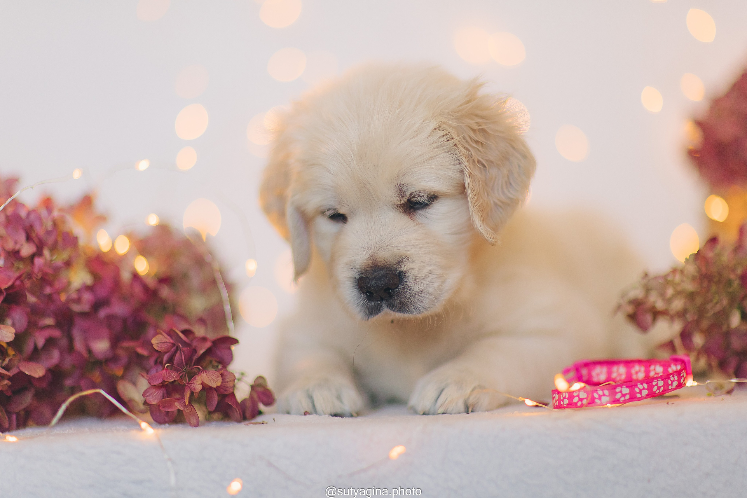 Розовый ошейник. Свадебный и женский фотограф