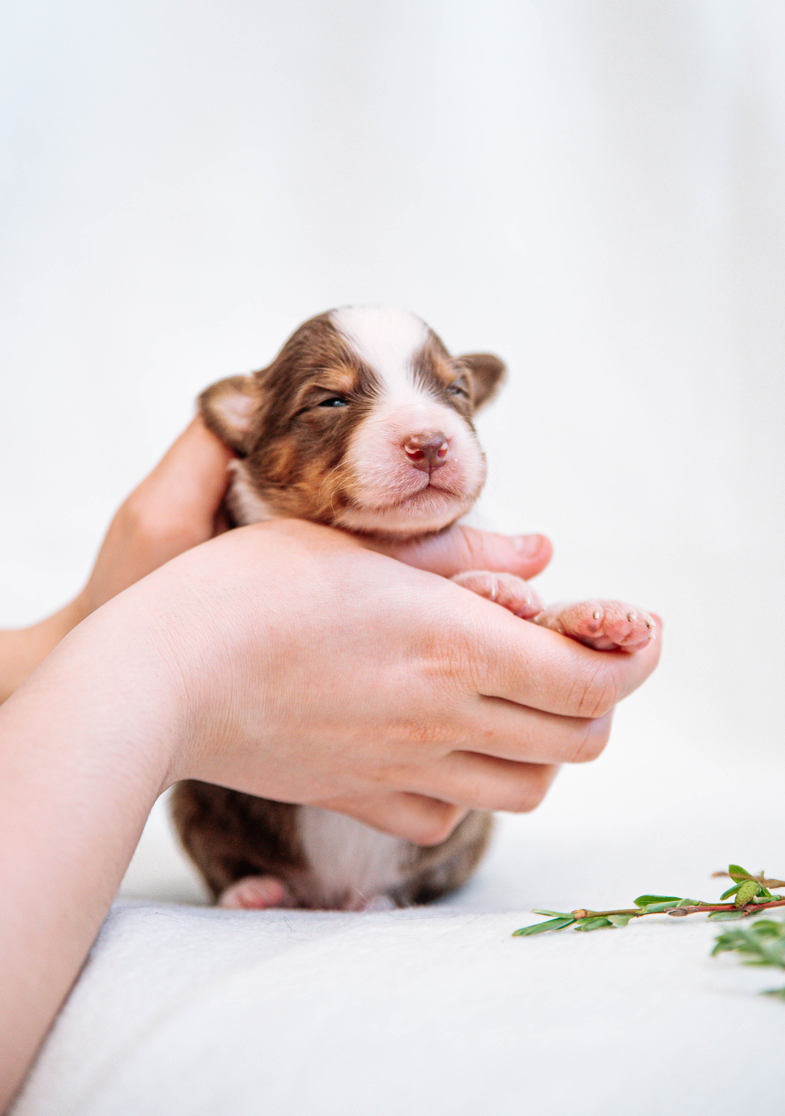 Аусси щенки нью борн. Главная