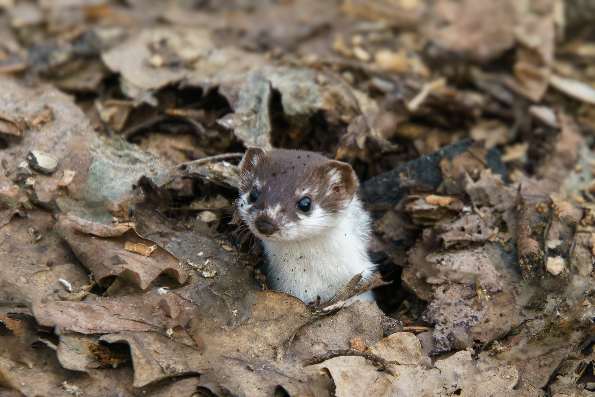 Животные. Ваш личный фотограф Марина Волкова
